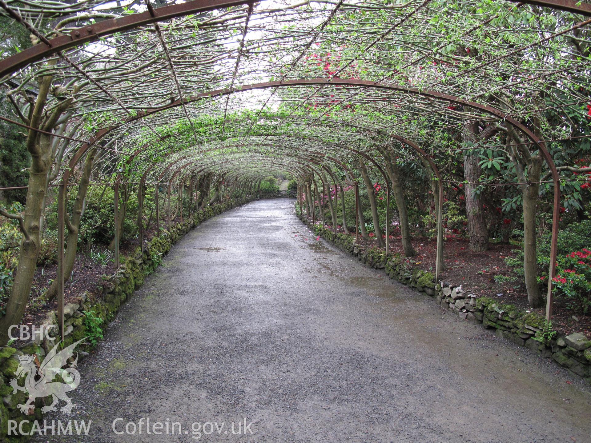 Laburnum arch in the east garden looking south.