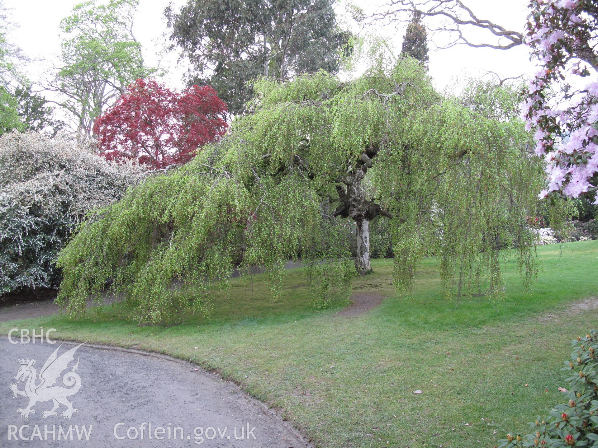 Betula Pendula Youngii (Weeping Silver Birch) at the south end of the main lawn.