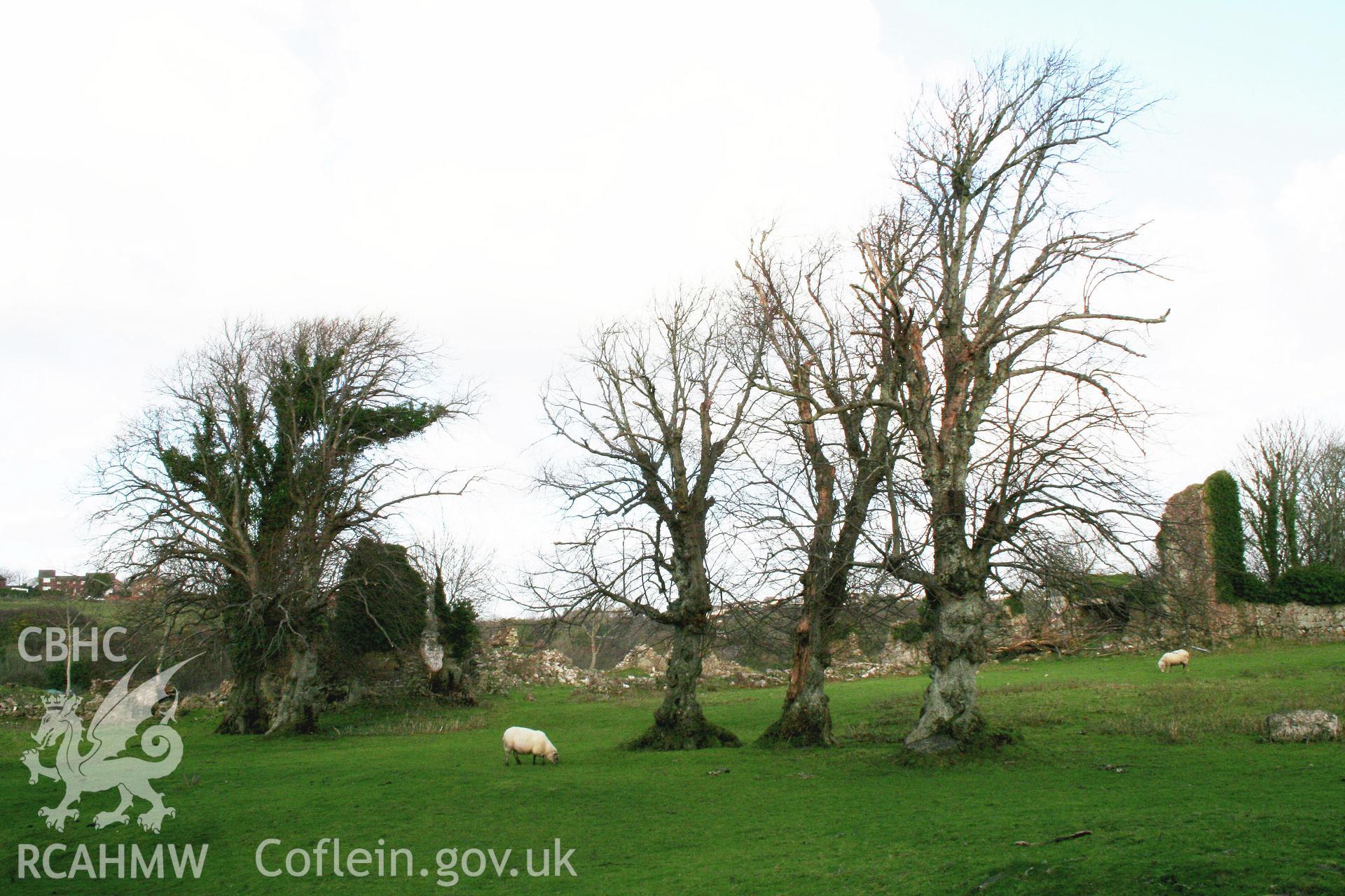 The remains of Haroldstone House and the Lime Avenue from the south, showing the medieval hall with the inner courtyard and gatehouse to the right.