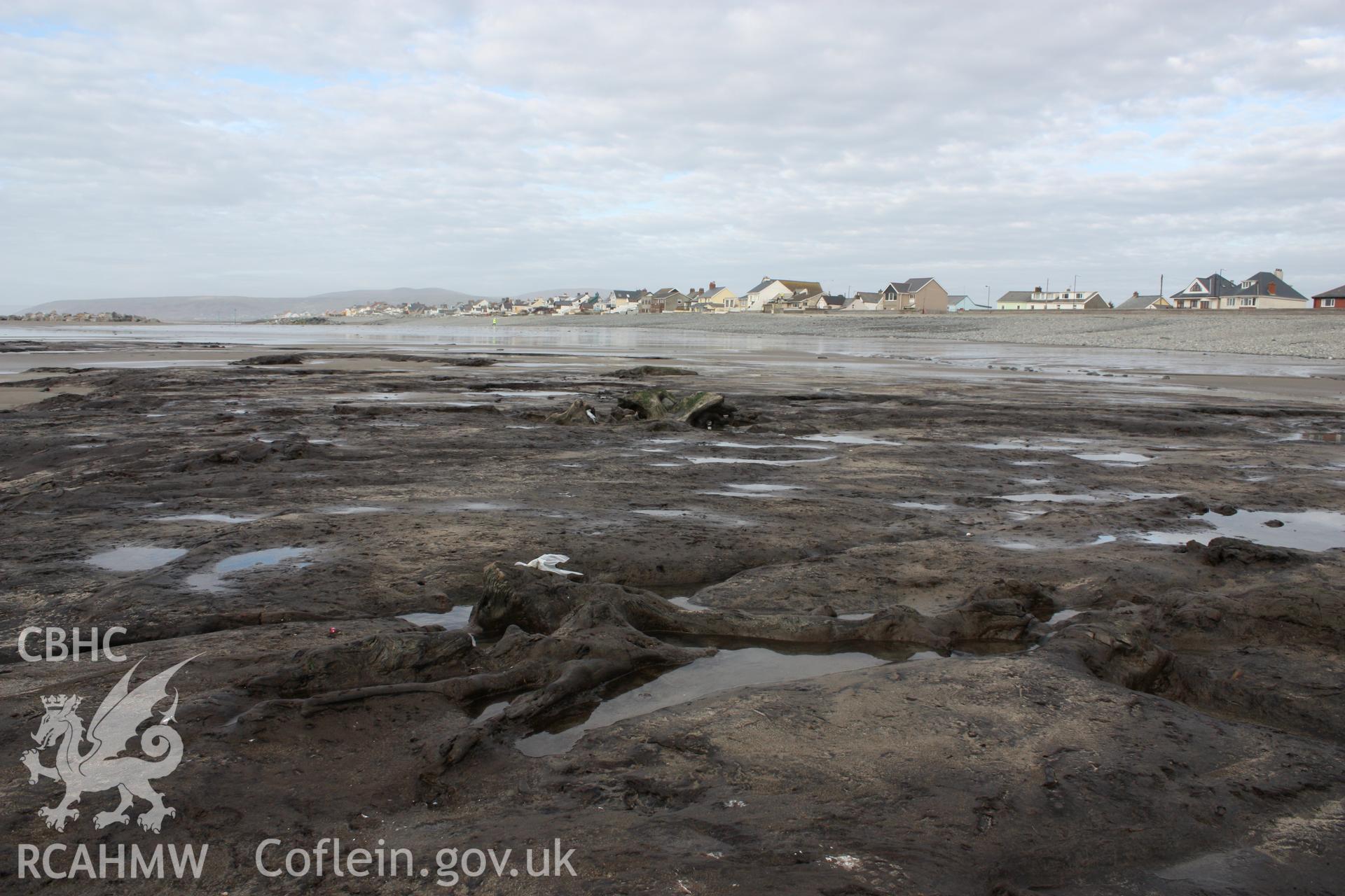 Borth submerged forest (between RNLI lifeboat station and upper Borth), looking north towards Ynyslas. Close-up of peat surface with preserved tree stumps and roots (centre and centre foreground)