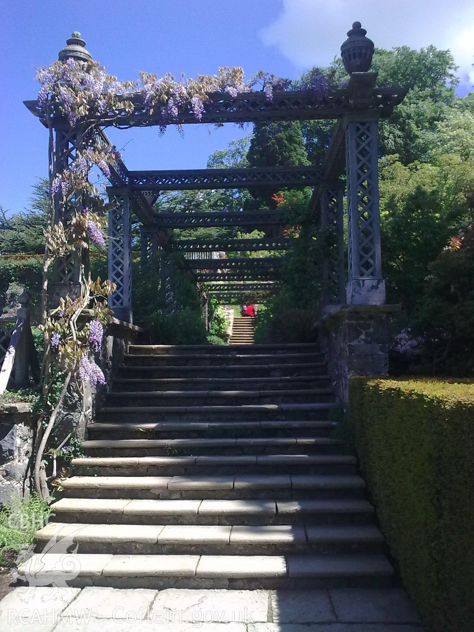 Wisteria growing over wooden trellis arcade (Pin Mill Terrace)