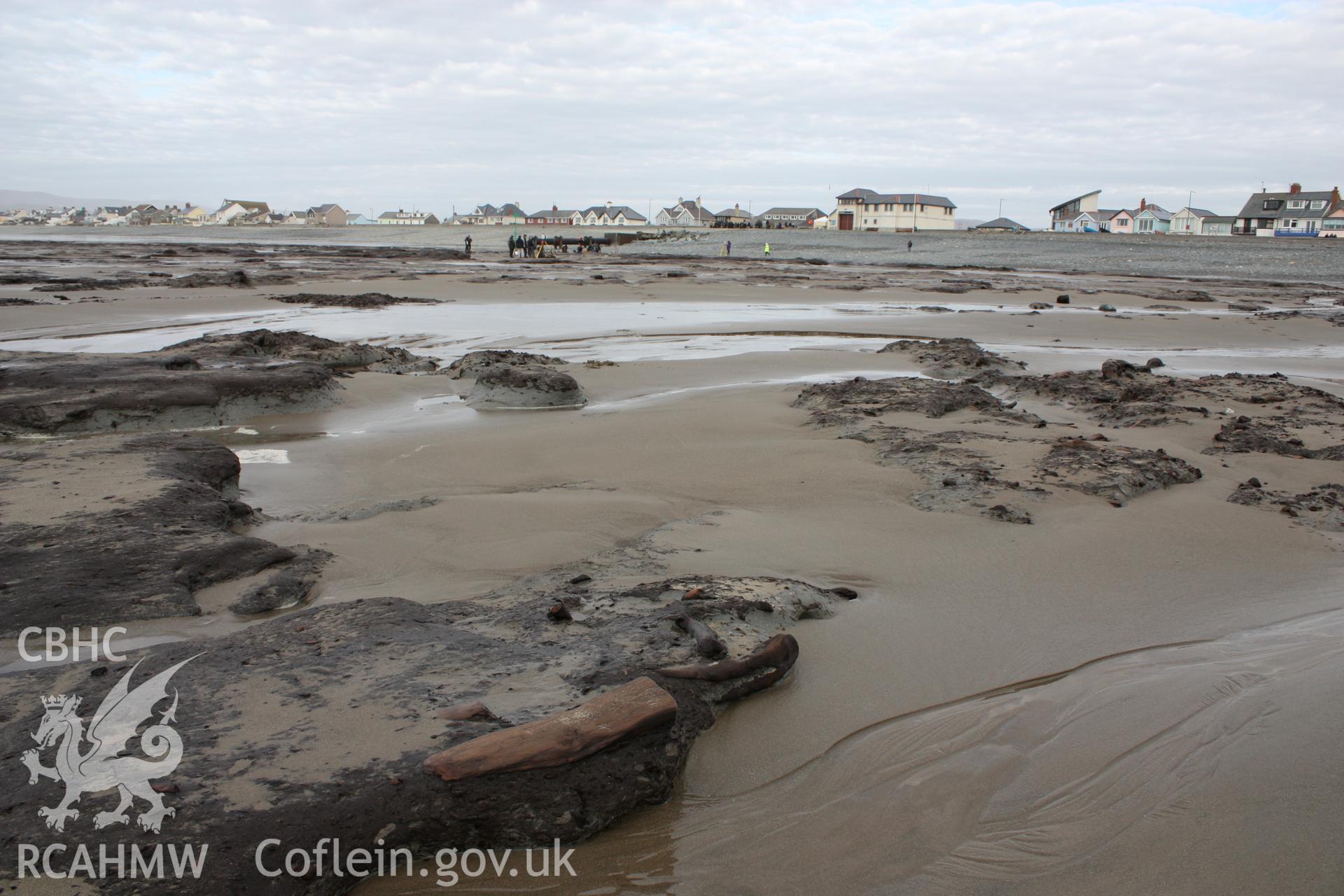 Borth submerged forest (between RNLI lifeboat station and upper Borth), looking east towards High Street and lifeboat station. Showing close-up of peat exposure with preserved tree branch