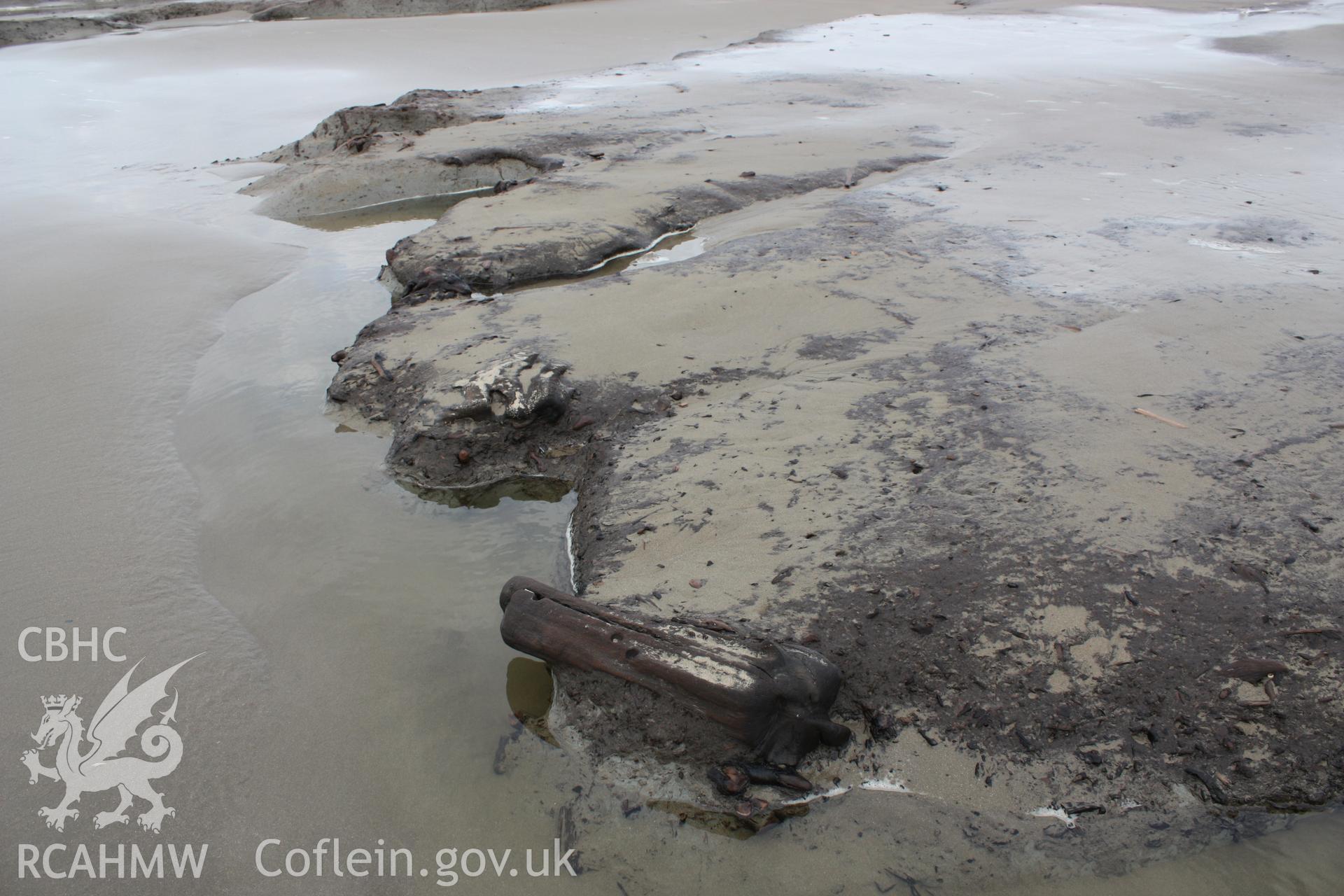 Borth submerged forest (between RNLI lifeboat station and upper Borth), looking north towards Ynyslas. Close-up of peat exposure with preserved tree remains