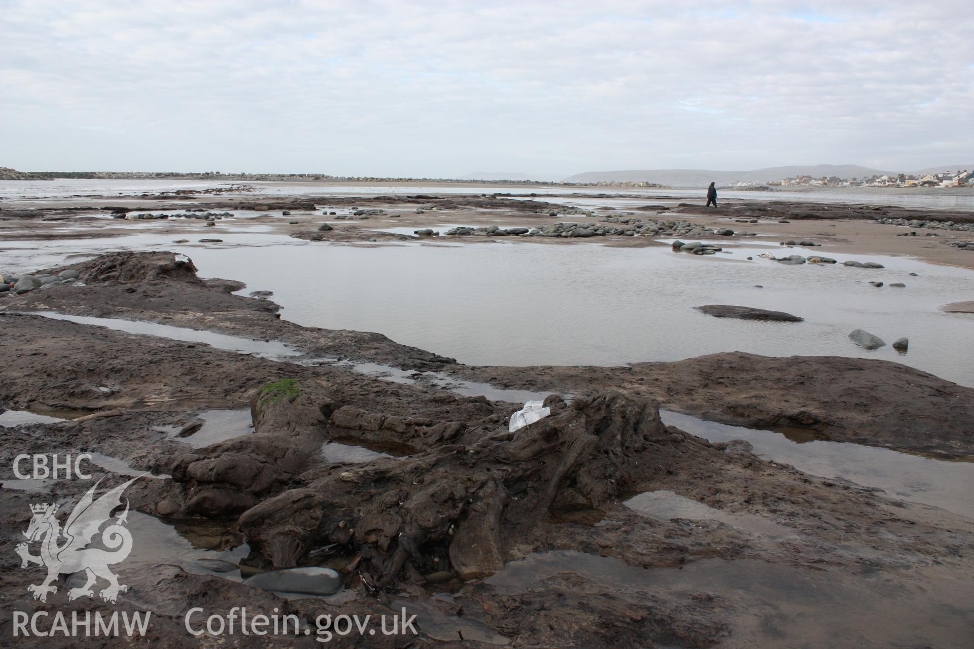 Borth submerged forest (between RNLI lifeboat station and upper Borth), looking north towards Ynyslas. Showing preserved fallen tree trunk within peat exposure (centre foreground) and Royal Commission staff member for scale