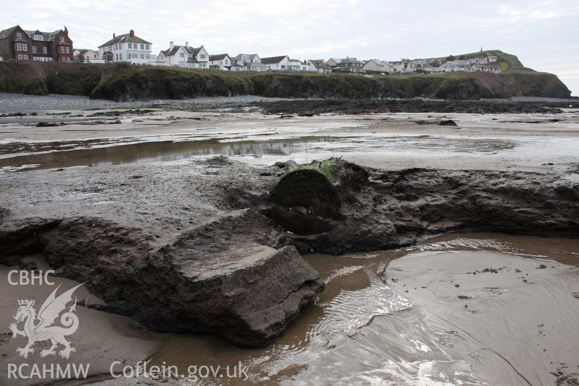 Borth submerged forest (between RNLI lifeboat station and upper Borth), looking southwest. Showing preserved fallen tree trunk with (probably modern) slice through centre