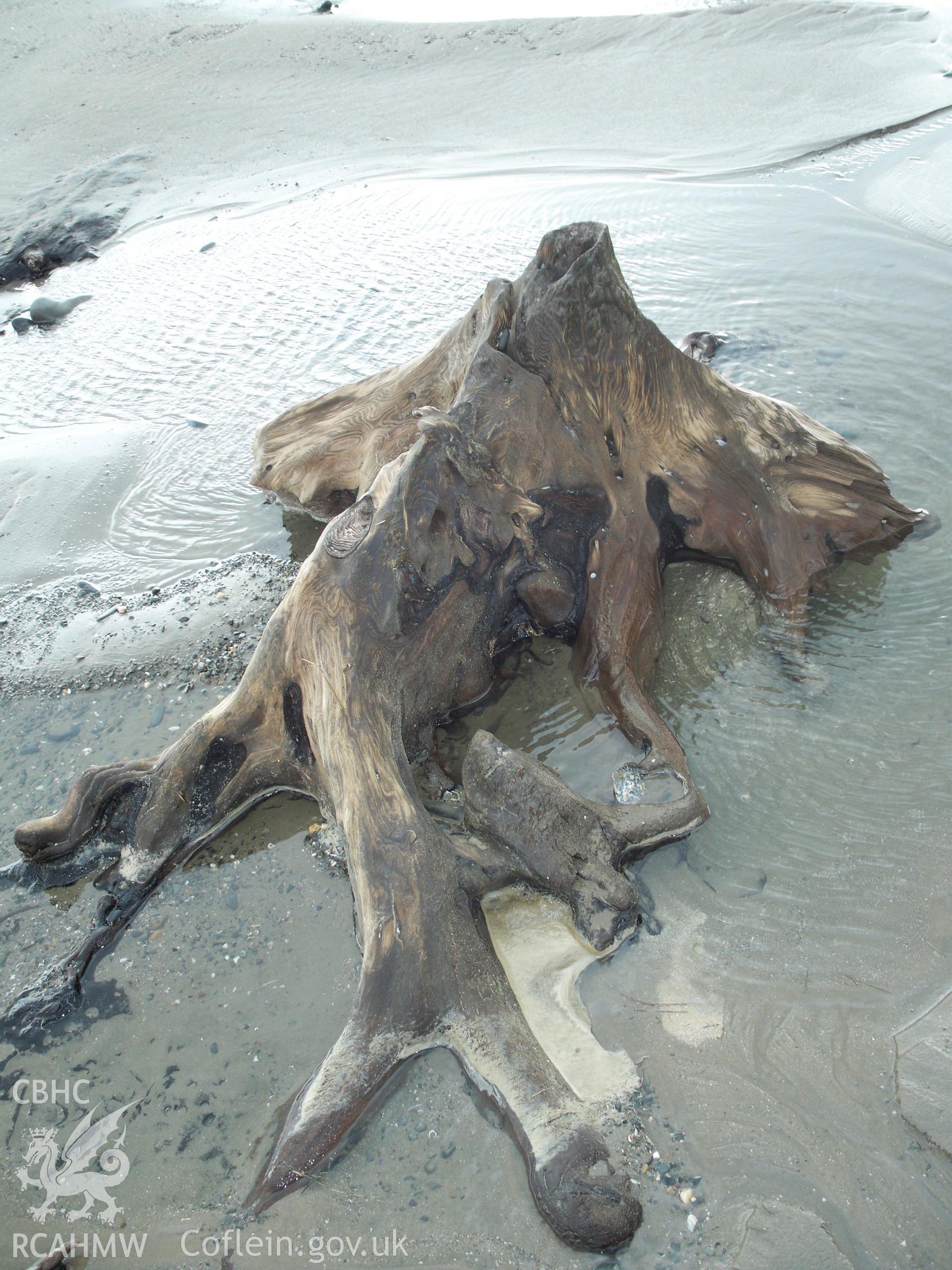 Tree root system close to the Borth Tourist Information System