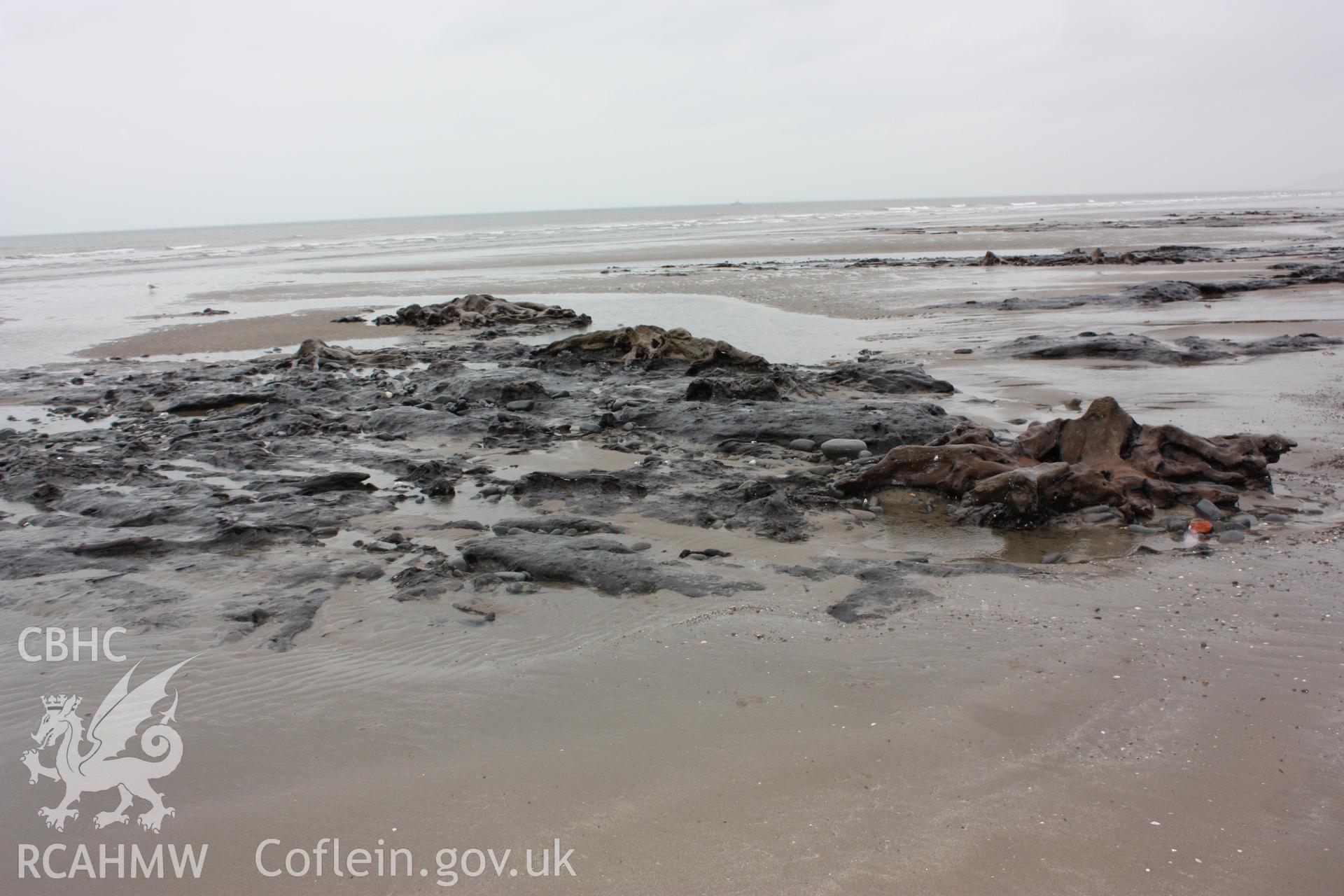 Peat and tree roots system exposures close to Borth Tourist Information Centre