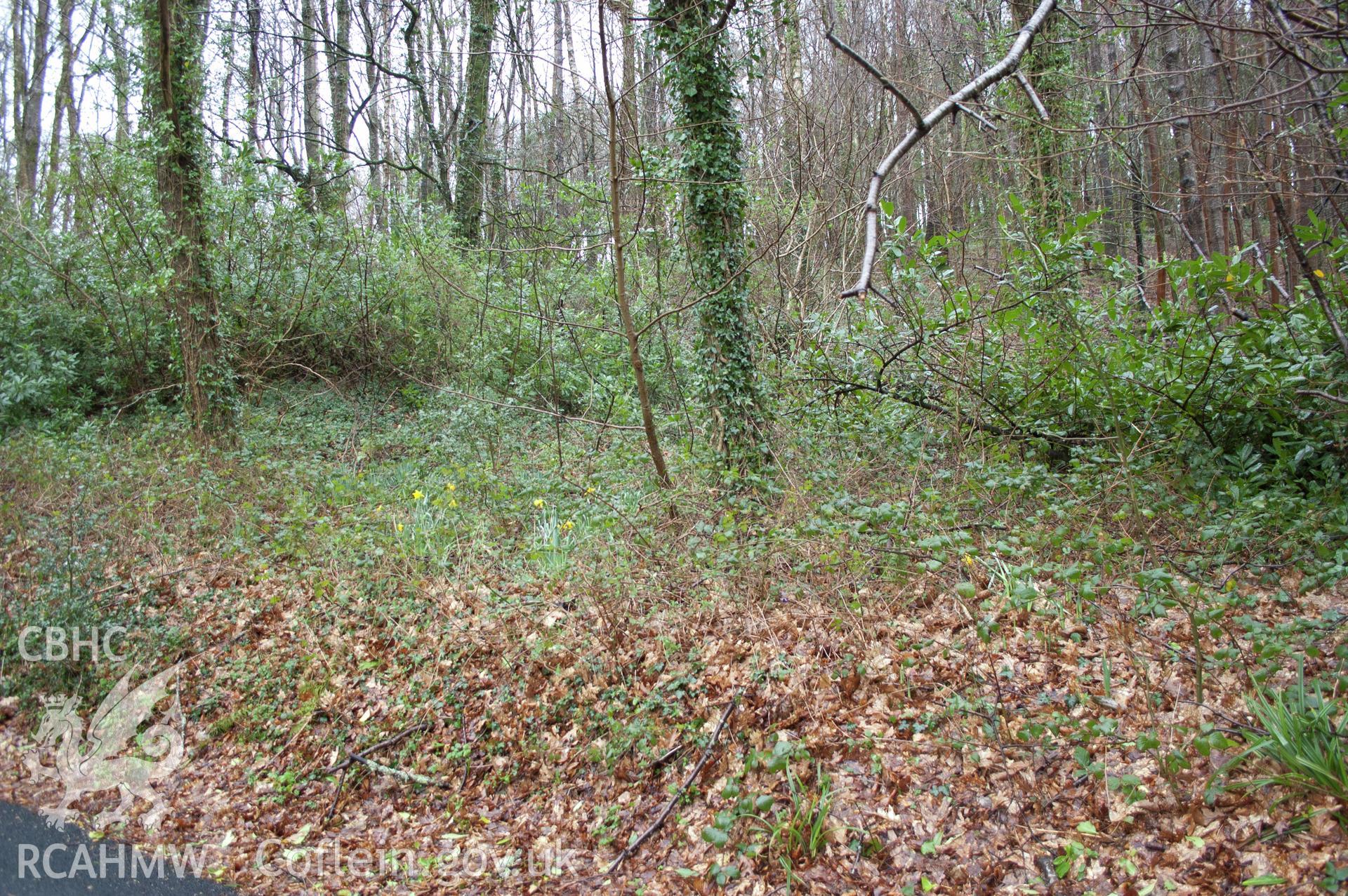 Marian Mawr archaeological assessment; section J-K,  from S,view of route of new pipe route at Carreg Camu, showing saplings in woodland,  taken by Robert Evans of Gwynedd Archaeological Trust, 5th February 2016.