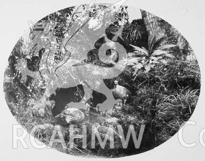 Digital copy of a black and white photograph of a diorama depicting a nest of pheasants.