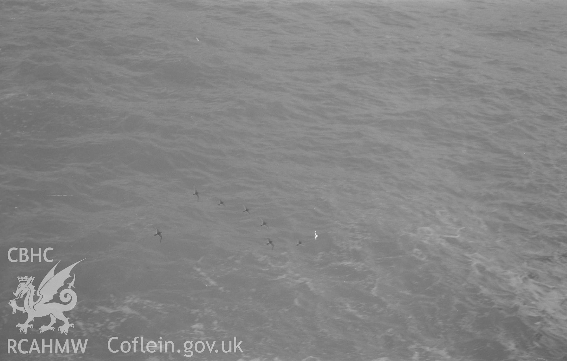 Black and White photograph showing purple sandpipers on the promenade by the caste at Aberystwyth, at high tide. Photographed by Arthur Chater in December 1961, from Grid Reference SN 579 816.