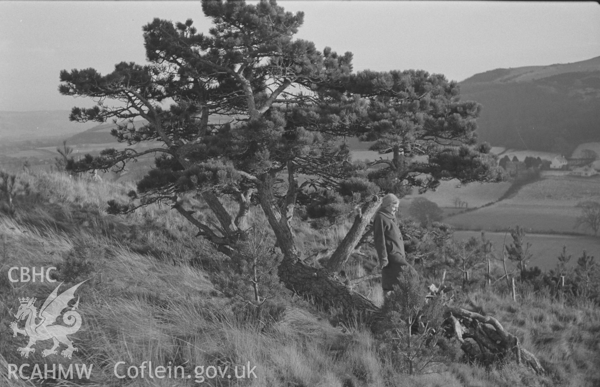 Black and White photograph showing pine tree which has fallen and grown up again, on Coed y Castell, near Abermad. Photographed by Arthur Chater in December 1962, from Grid Reference SN 6114 7559, looking south.