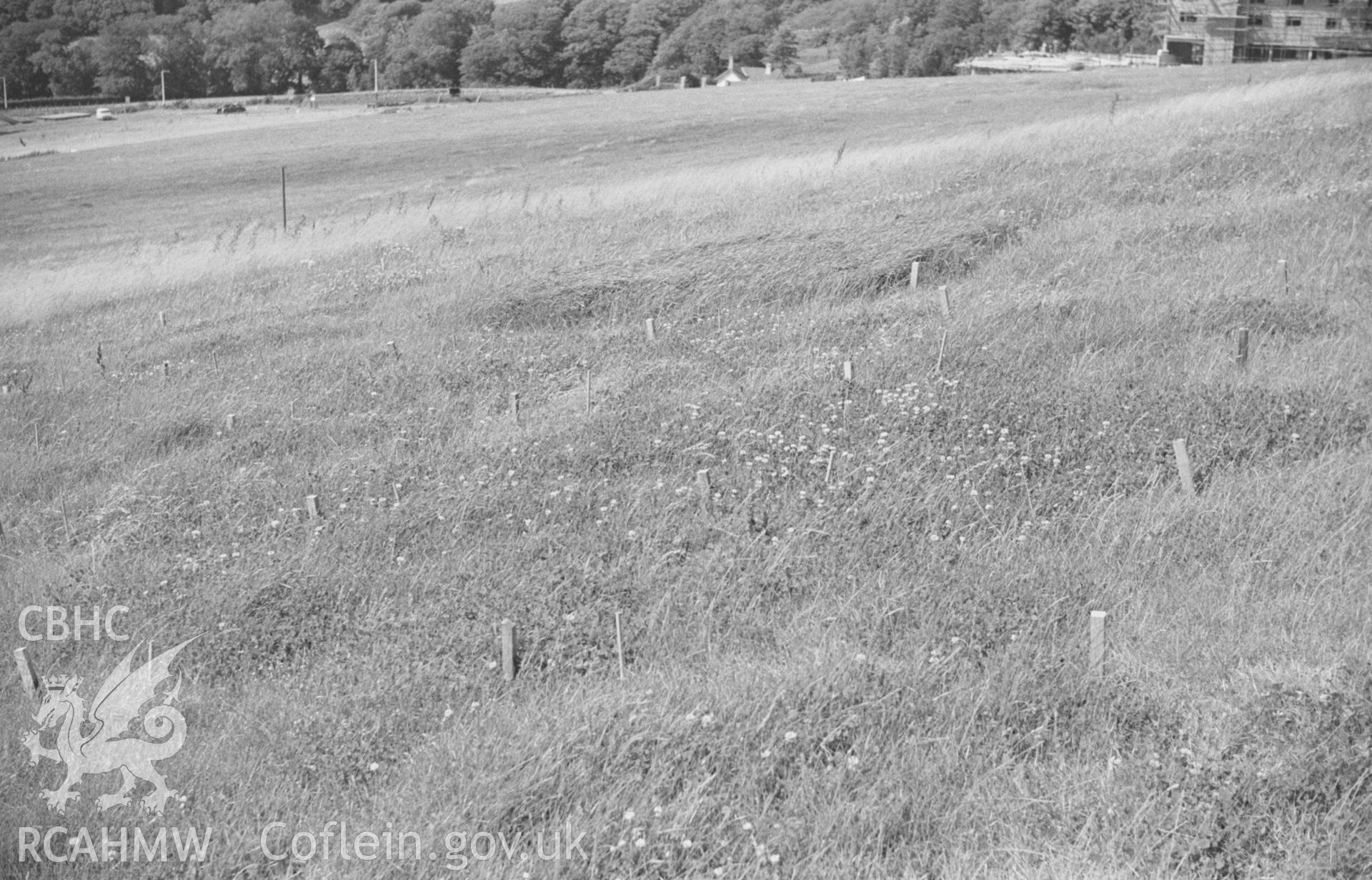 Black and White photograph showing University College Wales grass plots at Penglais, Aberystwyth. Photographed by Arthur Chater, August 1962. Grid Reference: SN 597 818.