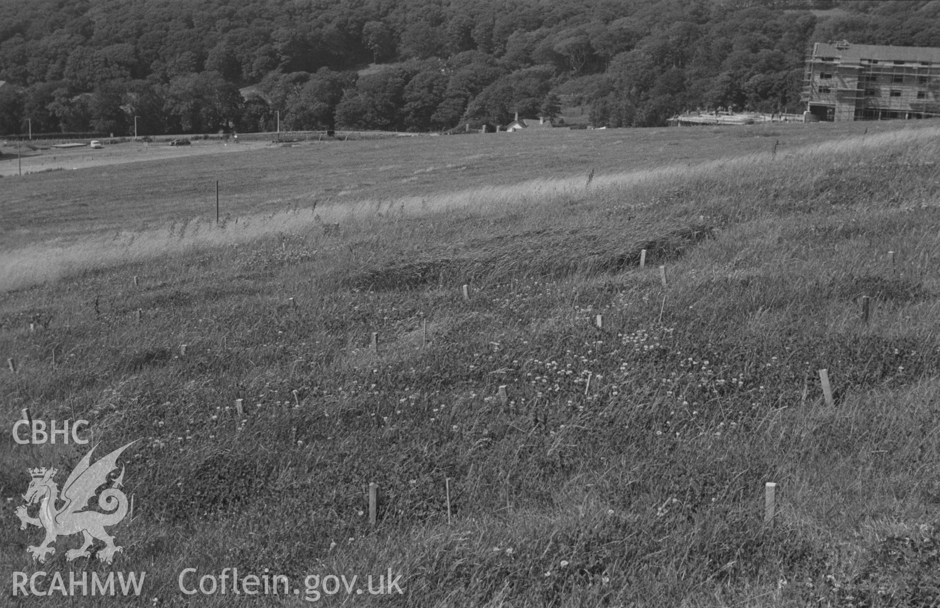 Black and White photograph showing University College Wales grass plots at Penglais, Aberystwyth. Photographed by Arthur Chater, August 1962. Grid reference: SN 597 818.