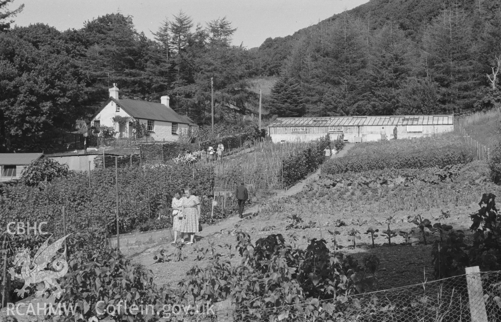 Digital copy of a black and white negative showing people and vegetable garden at Cymerau, Eglwysfach, near Machynlleth. Photographed by Arthur O. Chater in August 1965 from Grid Reference SN 6964 9637, looking north east.