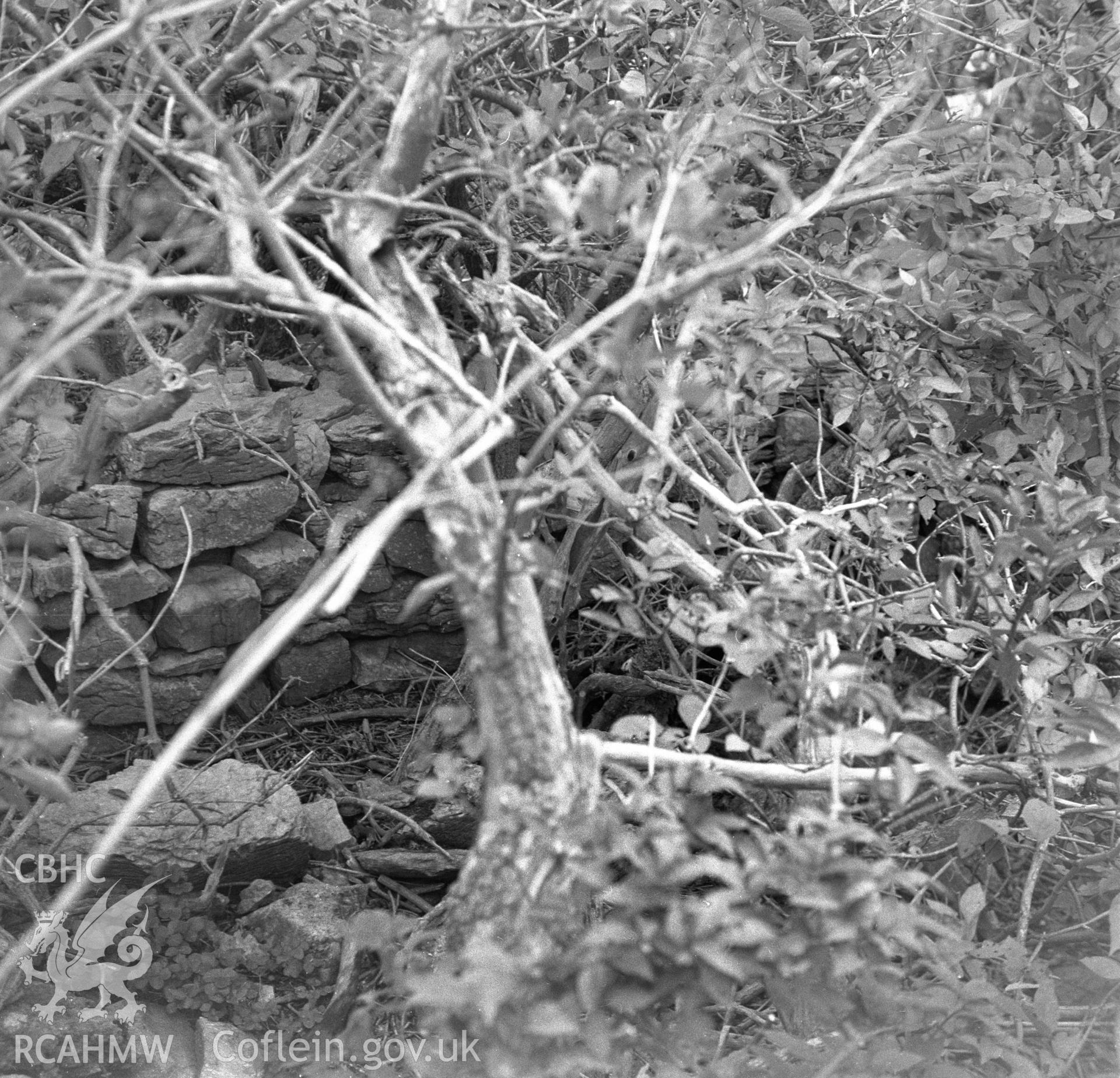 Digital copy of a black and white negative showing a stone wall in the undergrowth on Puffin Island, taken by RCAHMW.