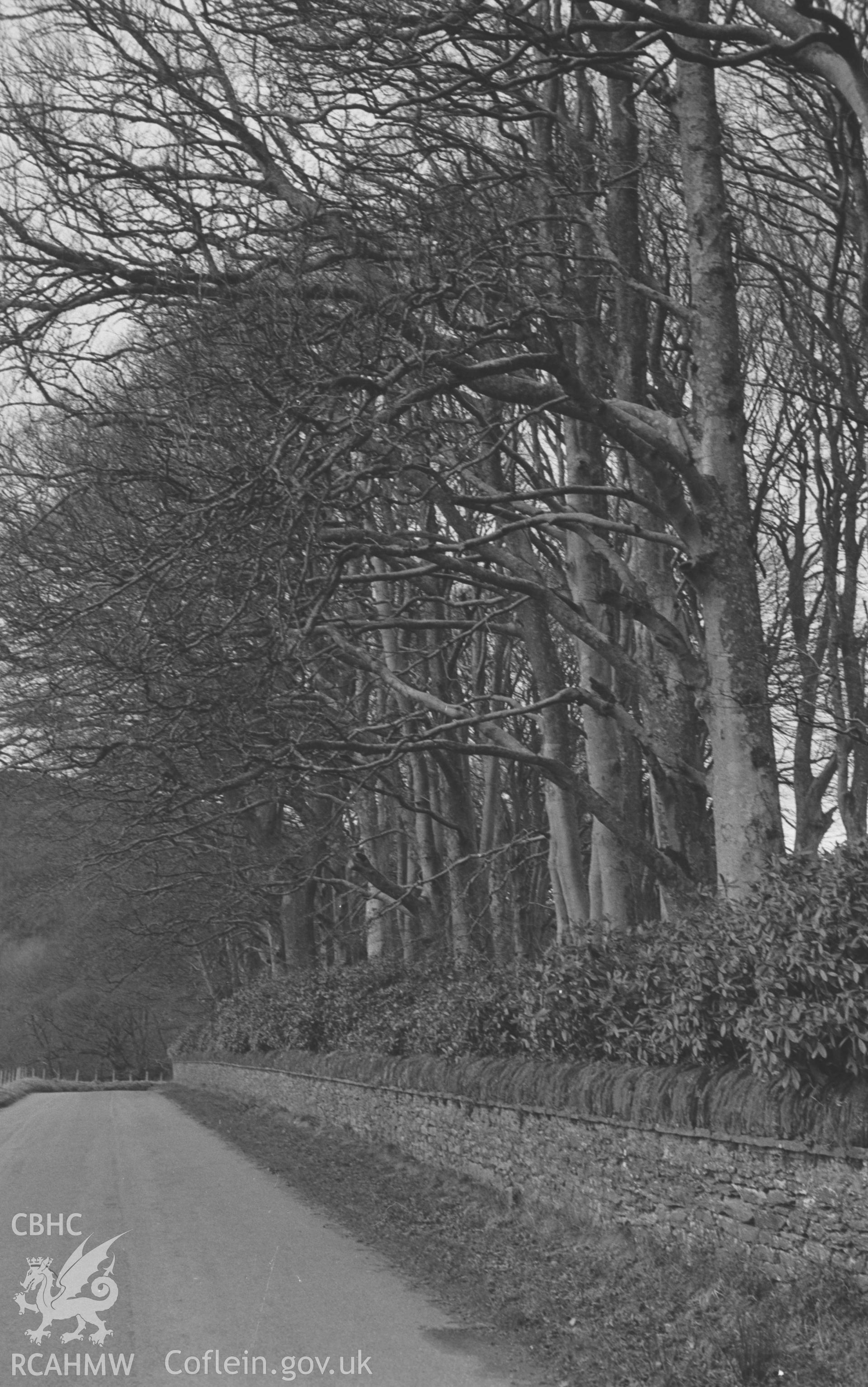 Digital copy of black and white negative showing beech trees behind the wall of Trawscoed Estate on the road to Llanafan. Photographed by Arthur O. Chater on 17th January 1968 looking north west from Grid Reference SN 671 727. [Felled shortly after visit.]