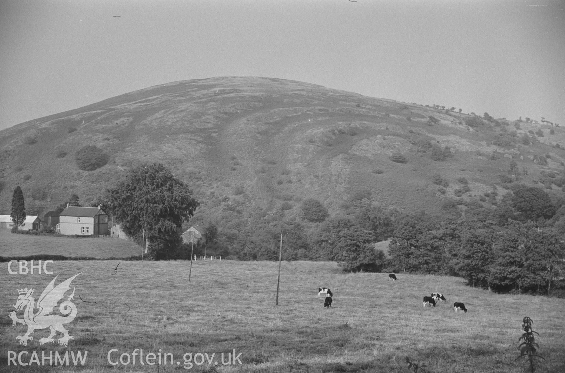 Digital copy of a black and white negative showing man view of mountainside and cows at Llanrhaeadr-ym-Mochnant. Photographed by Arthur O. Chater in September 1964.