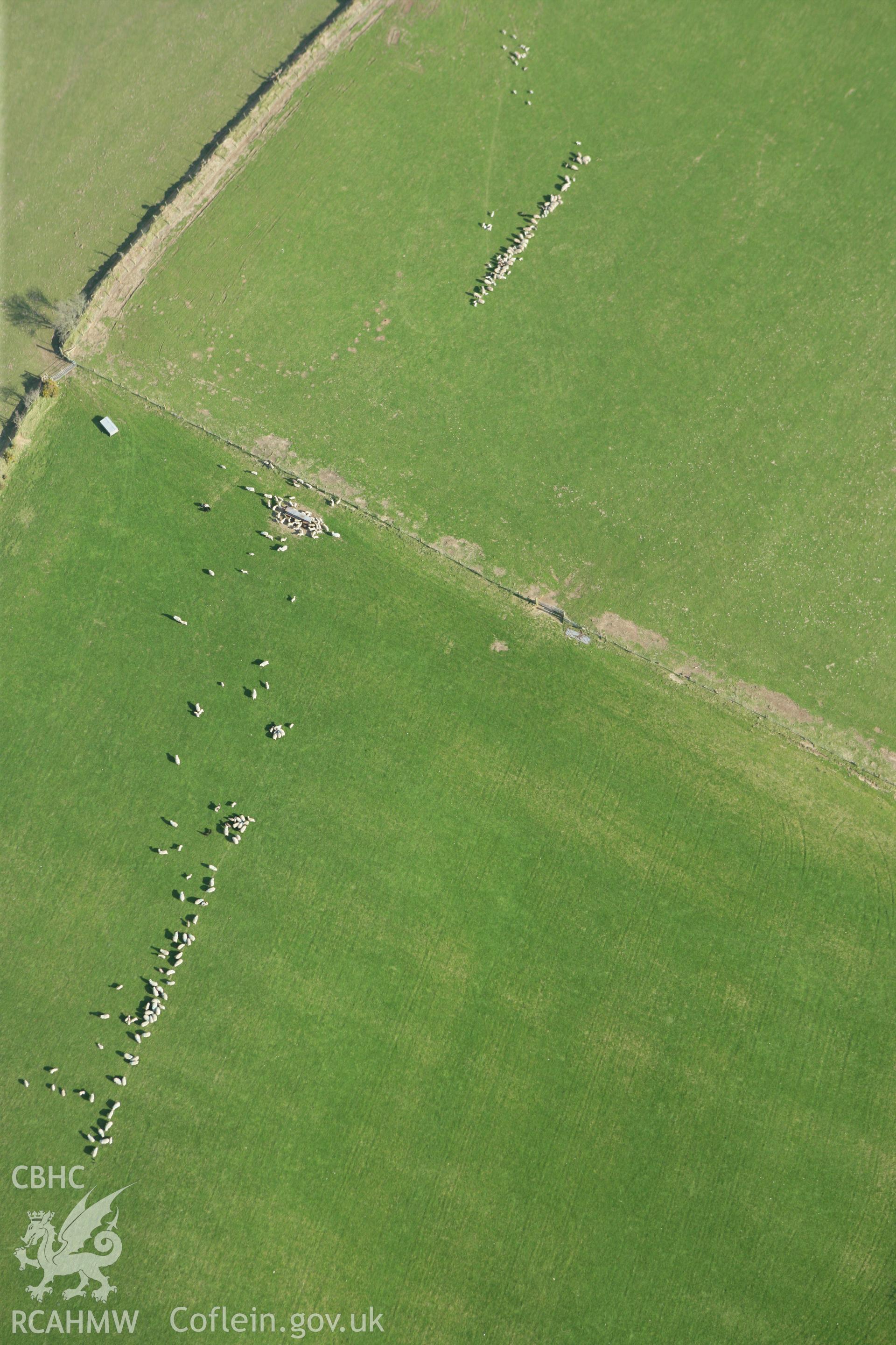 RCAHMW colour oblique aerial photograph of sheep near Cnwc. Taken on 13 April 2010 by Toby Driver
