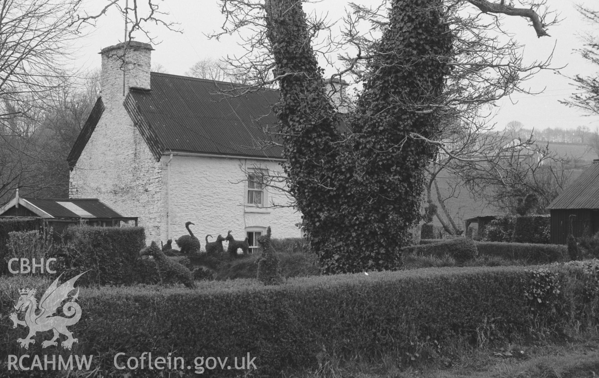 Digital copy of a black and white negative showing topiary in a garden on the north side of the main road 300m east of Llannwnen. Photographed by Arthur O. Chater in April 1966 from Grid Reference SN 535 473, looking north east.