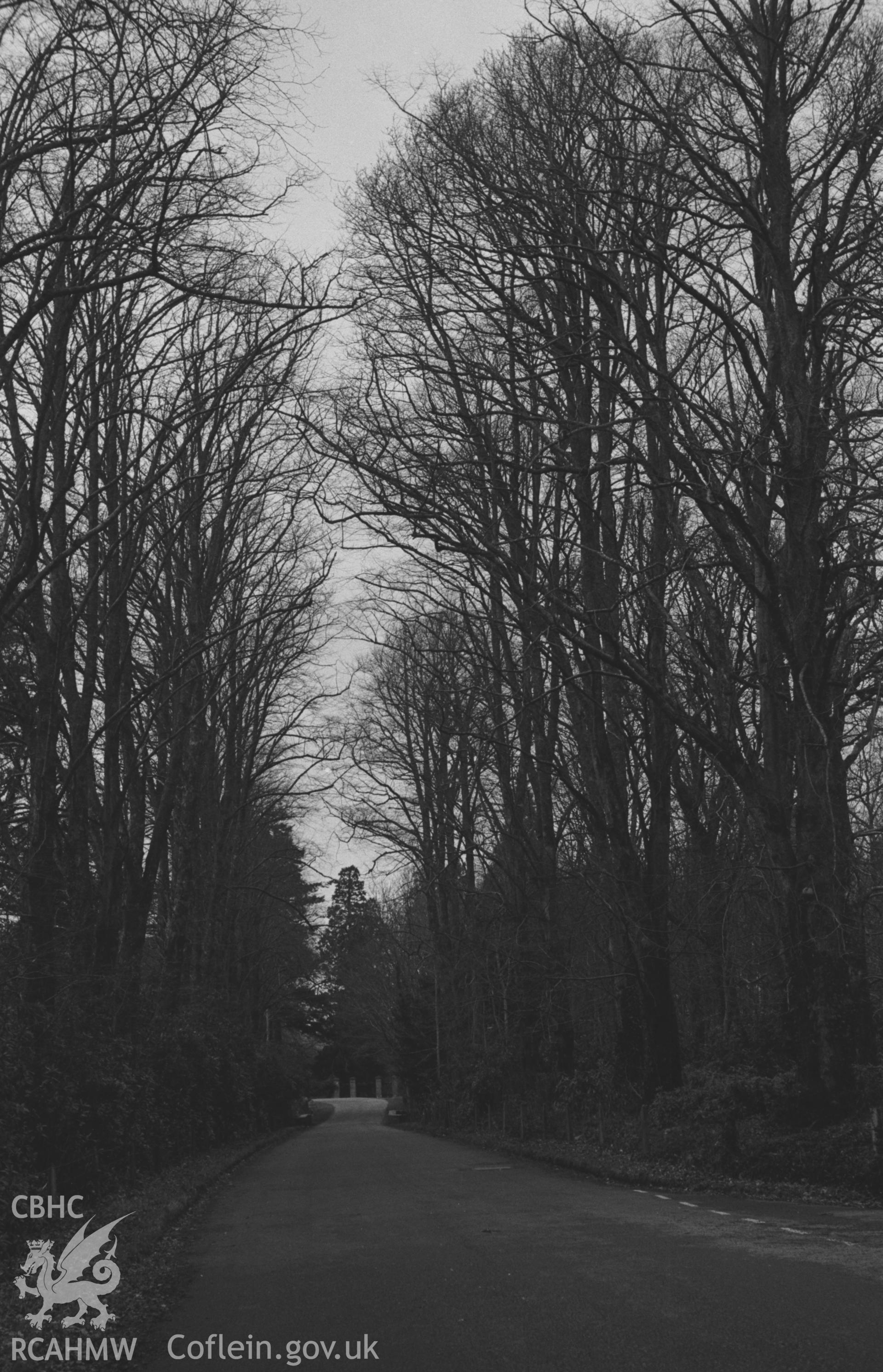 Digital copy of a black and white negative showing avenue of lime trees on the Llanafan road leading to the south gates of Trawscoed. Photographed by Arthur O. Chater on 17th January 1968, looking north north west from Grid Reference SN 673 725.
