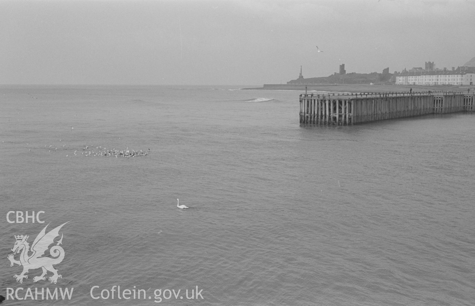 Black and White photograph showing whooper swan and jetty, Aberystwyth. Photographed by Arthur Chater in February 1963, from Grid Reference c. SN 579 808.