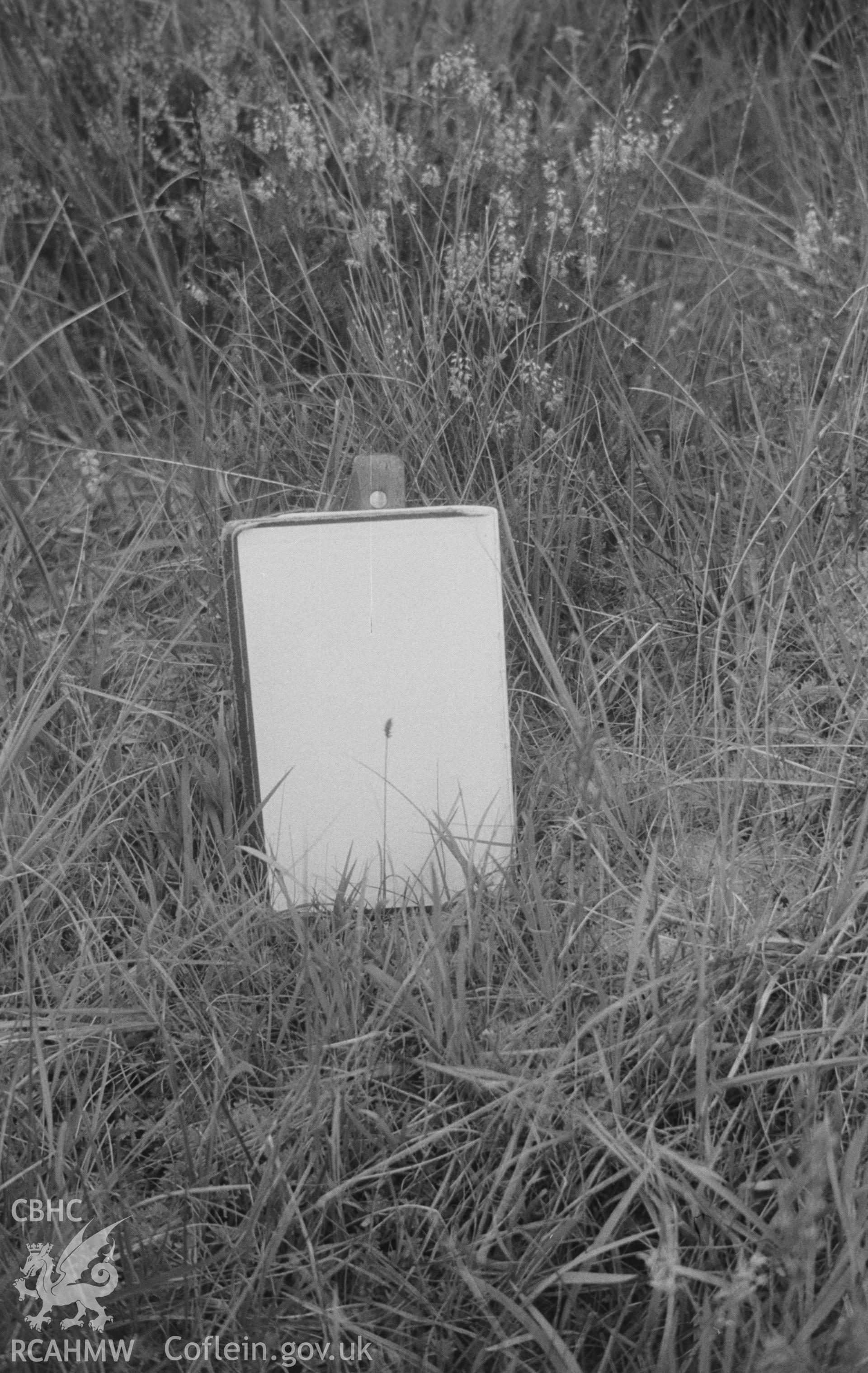 Digital copy of a black and white negative showing carex dioica (sedge), the first record for Cardiganshire, in small flush in Coed Bwlchgwallter just below new forestry road, 1150ft. Photographed in August 1963 by Arthur O. Chater, SN 769 721.