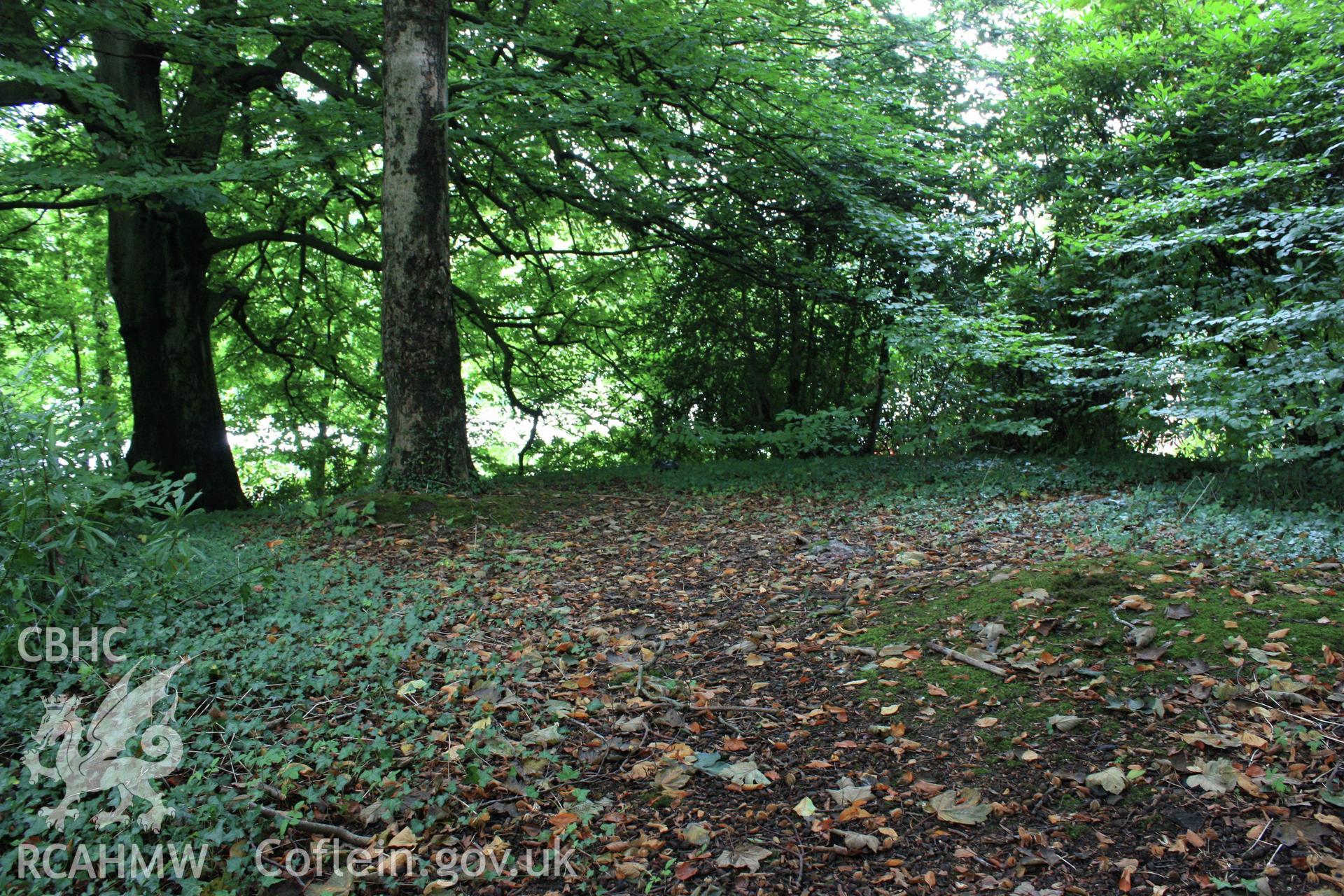Colour digital image showing summit of Motte with planted sycamore tree and beech on left of picture. At Morganstown Motte, Radyr. From a Cambrian Archaeological Projects assessment survey by Dr Amelia Pannett (CAP Report 592)