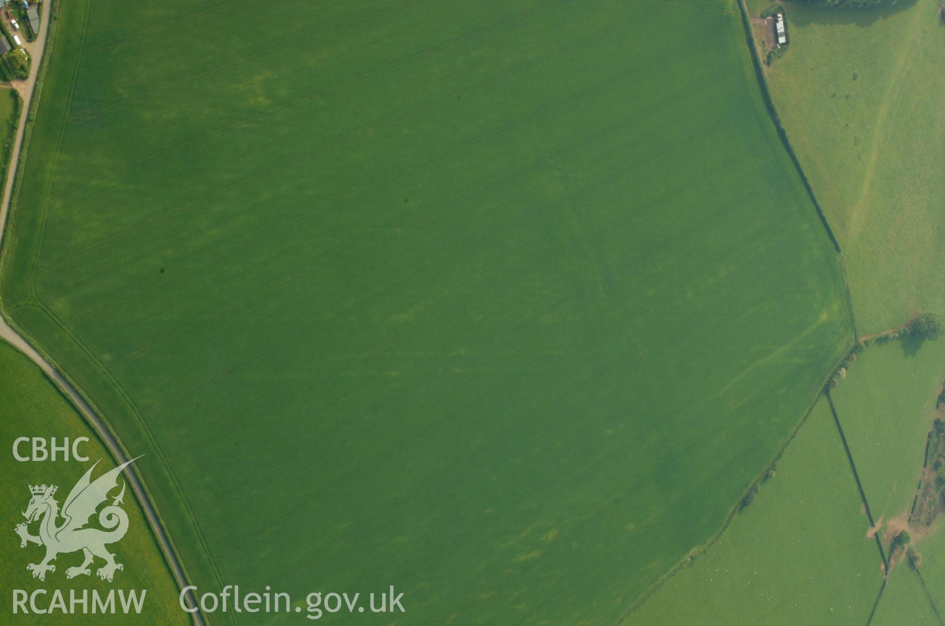 RCAHMW colour oblique aerial photograph of Trewen enclosure complex and ancient field system with cropmarks beginning to develop. Taken on 26 May 2004 by Toby Driver