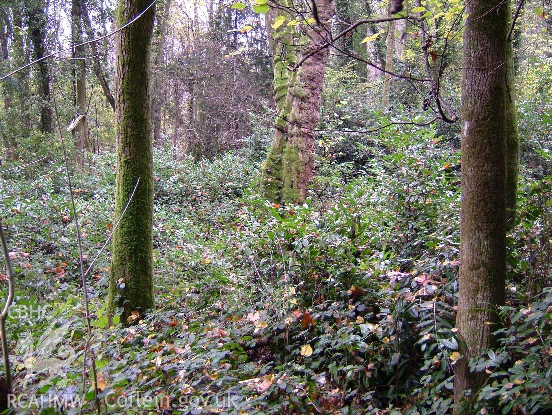 Digital colour photograph taken as part of an archaeological survey at the Piercefield walks, 2004. The photograph shows part of the Piercefield Estate.