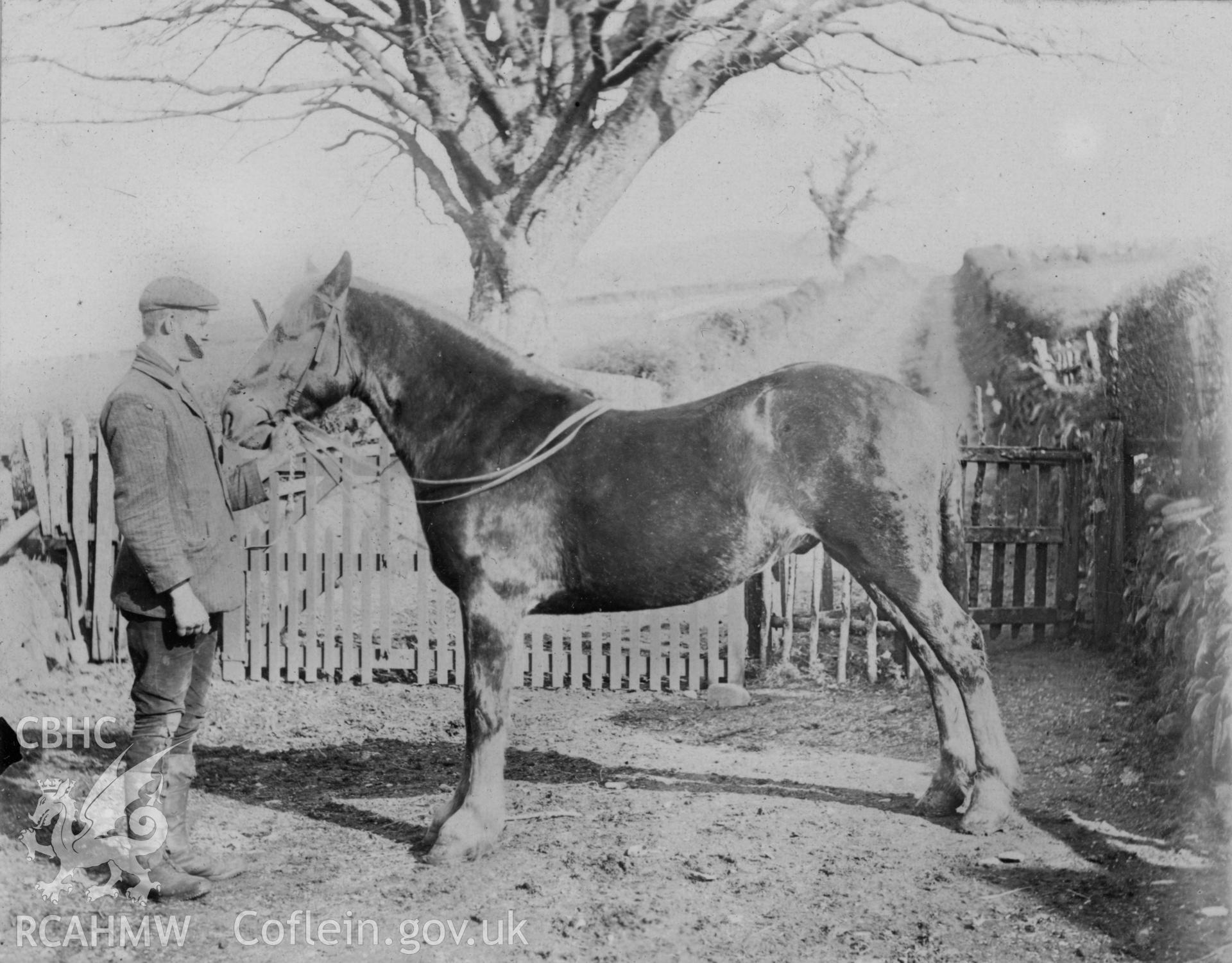 "Cardiganshire Prize Pony, 1910".  Digitised from a photograph album showing views of Aberystwyth and District, produced by David John Saer, school teacher of Aberystwyth. Loaned for copying by Dr Alan Chamberlain.