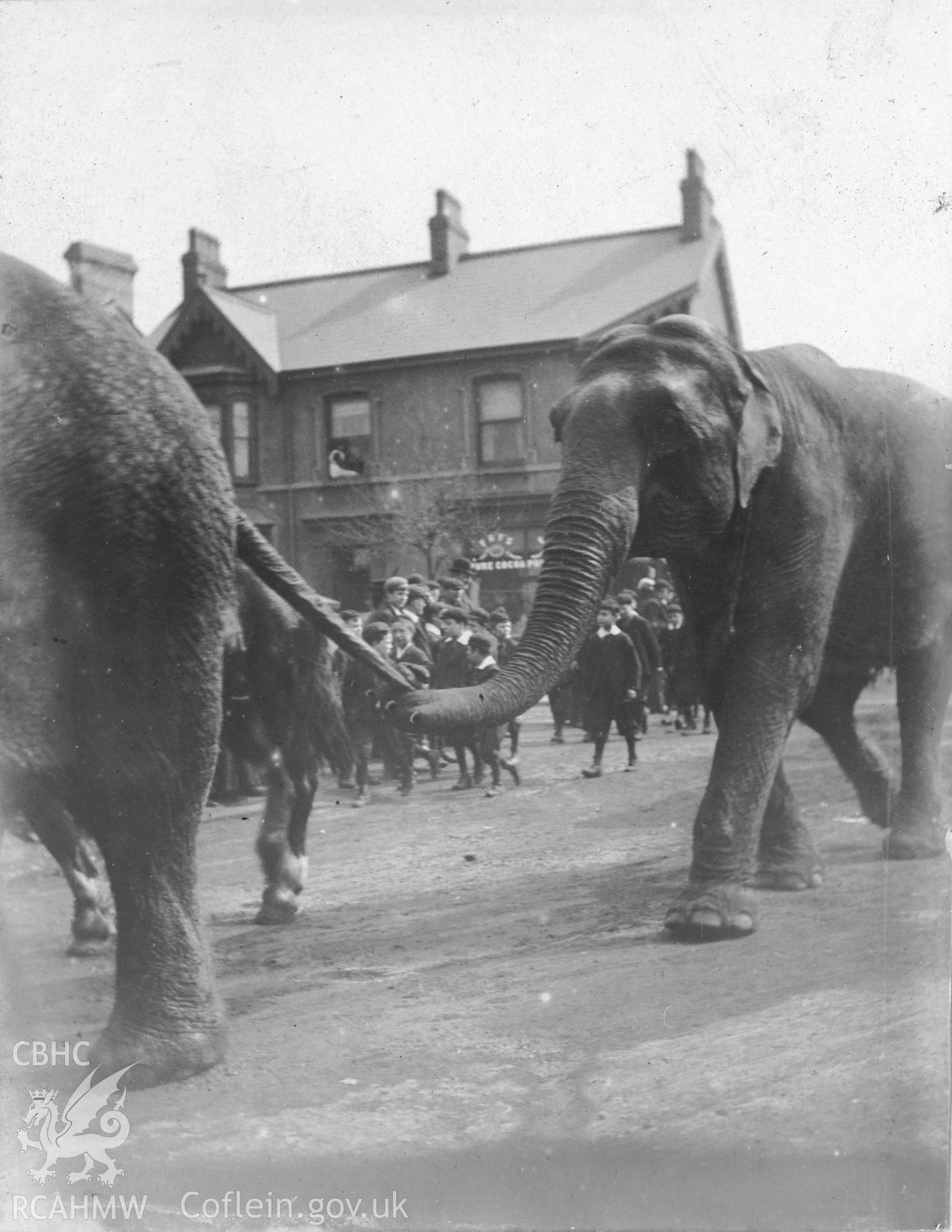 "Circus procession-Llanelly 1906" elephants in Llanelli.Digitised from a photograph album showing views of Aberystwyth and District, produced by David John Saer, school teacher of Aberystwyth. Loaned for copying by Dr Alan Chamberlain.