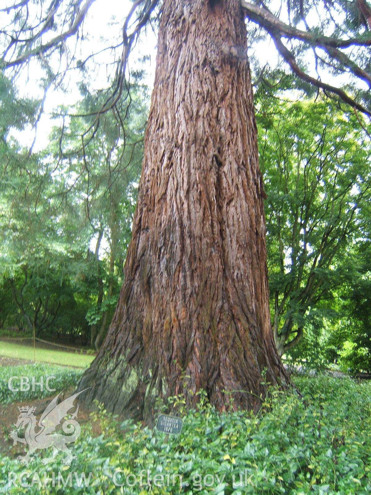 1876 Sequoia Gigantea as labelled above south edge of Dell.