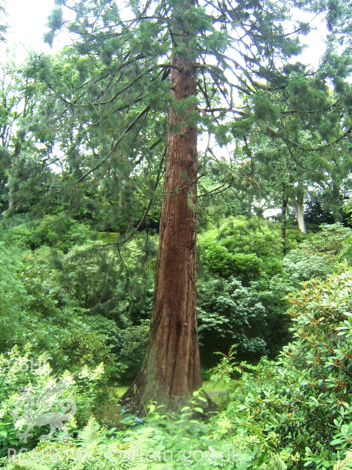 Blue Cedar or Cedrus atlantica 'Glauca' 38.4m (126ft) tall at north-east end of The Dell from the S.W.