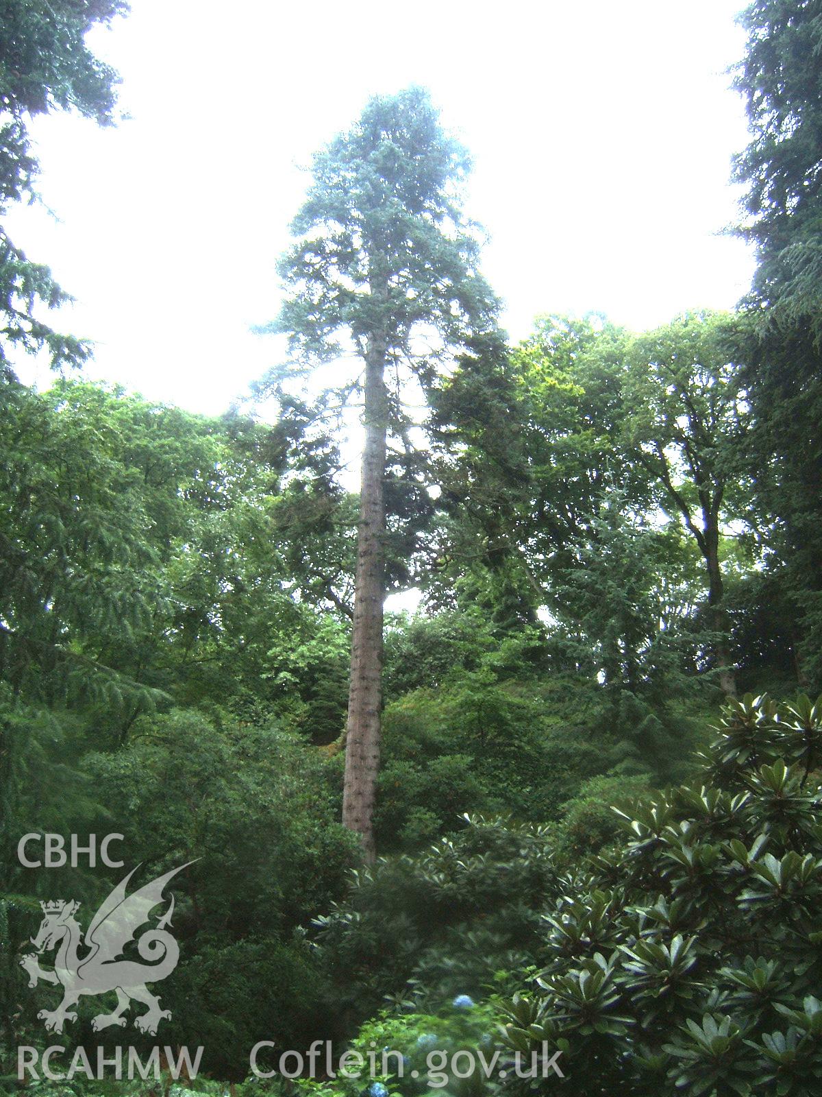 Grecian Fir or Abies cephalonica 40.6m (133ft) high on mid north-east side of The Dell from the S.W.