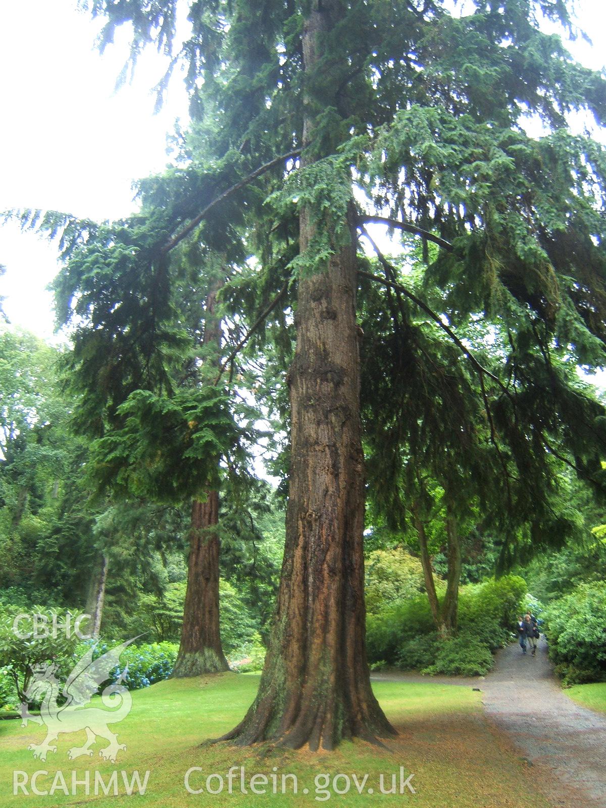 Western Hemlock with Sequoiadendron giganteum or Wellingtonia 44.5m (146ft) high beyond from the N.W.
