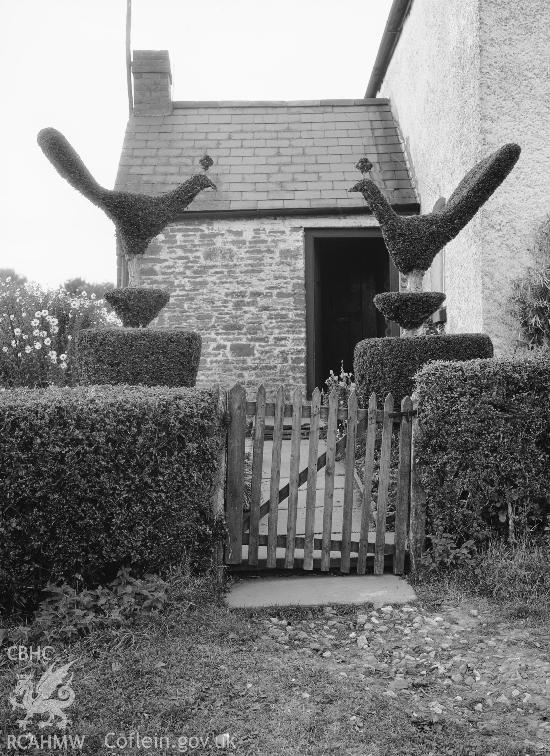 Photo showing clipped yews at Cross Ash Farm, taken by B.C. Clayton.