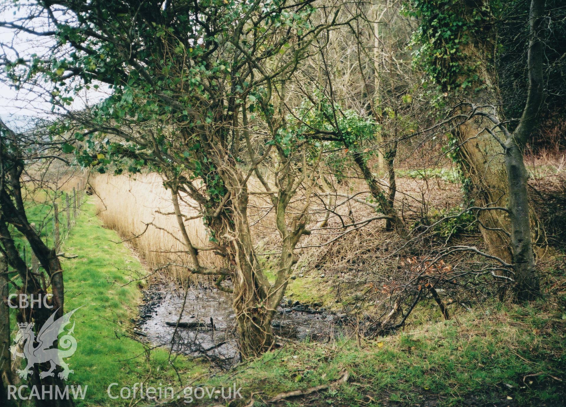 View of the low wetland at Glandyfi Castle, taken March 2002.