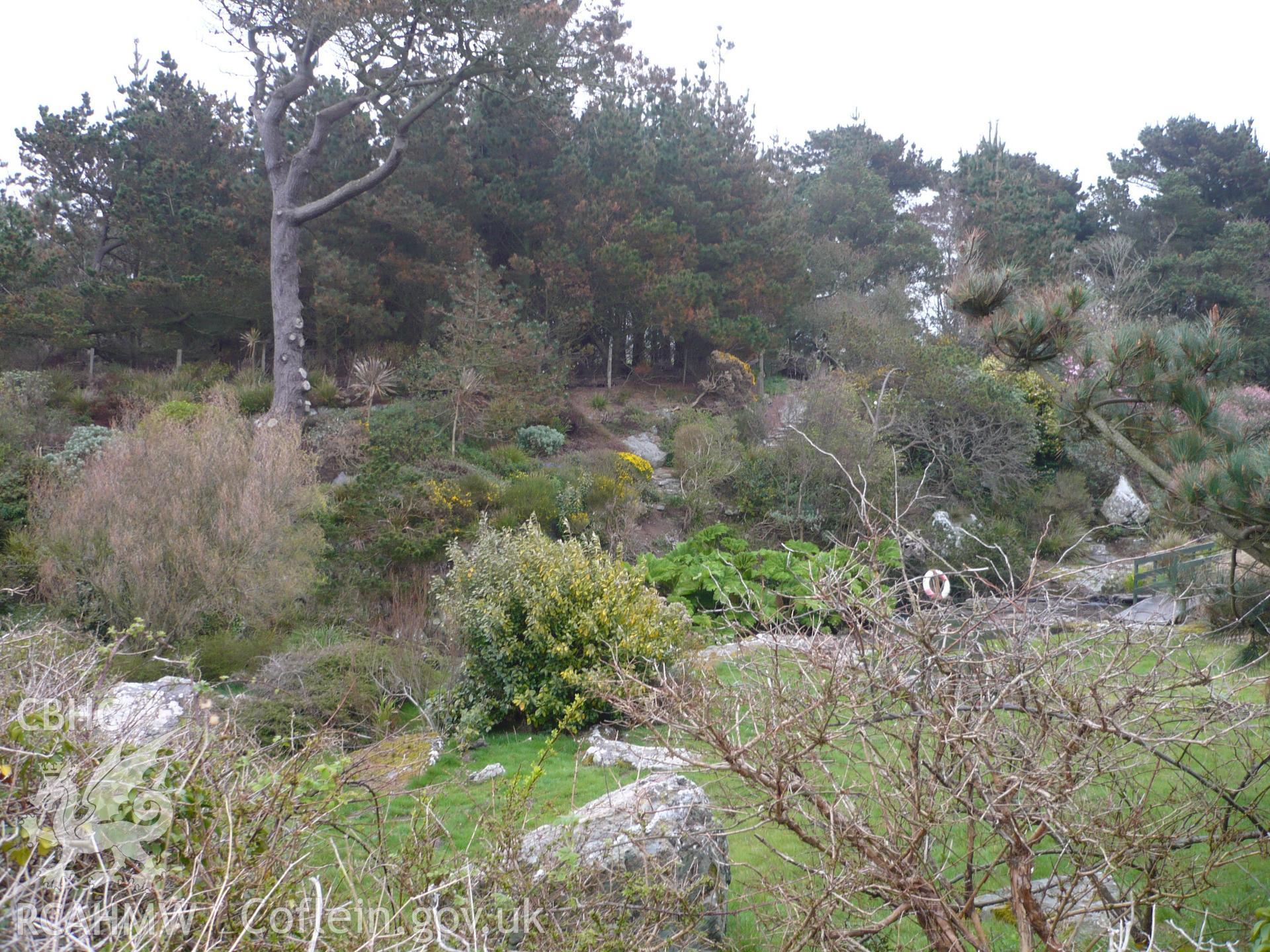 View of the dingle garden looking south east.