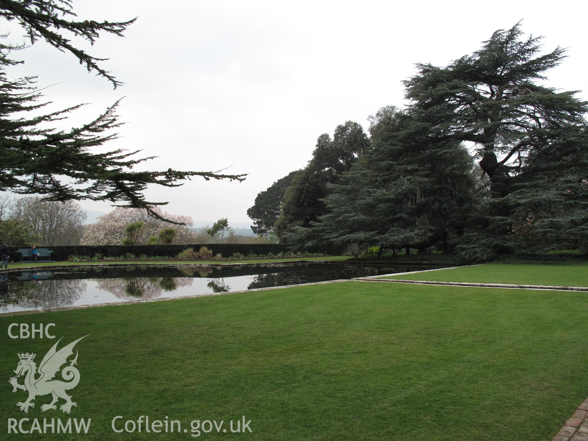 Cedar Atlantica Glauca planted at the northeast end of the later Lily Pond.