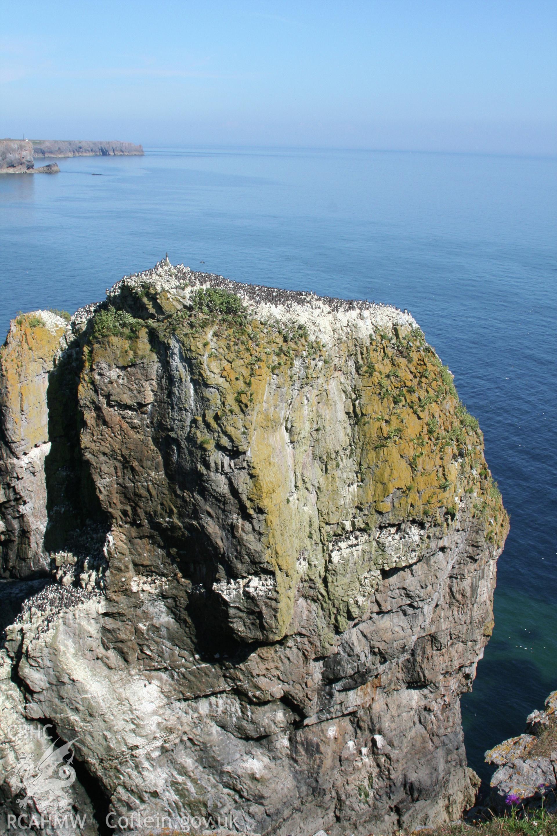 Elegug Stacks with nesting birds, from the north-west.