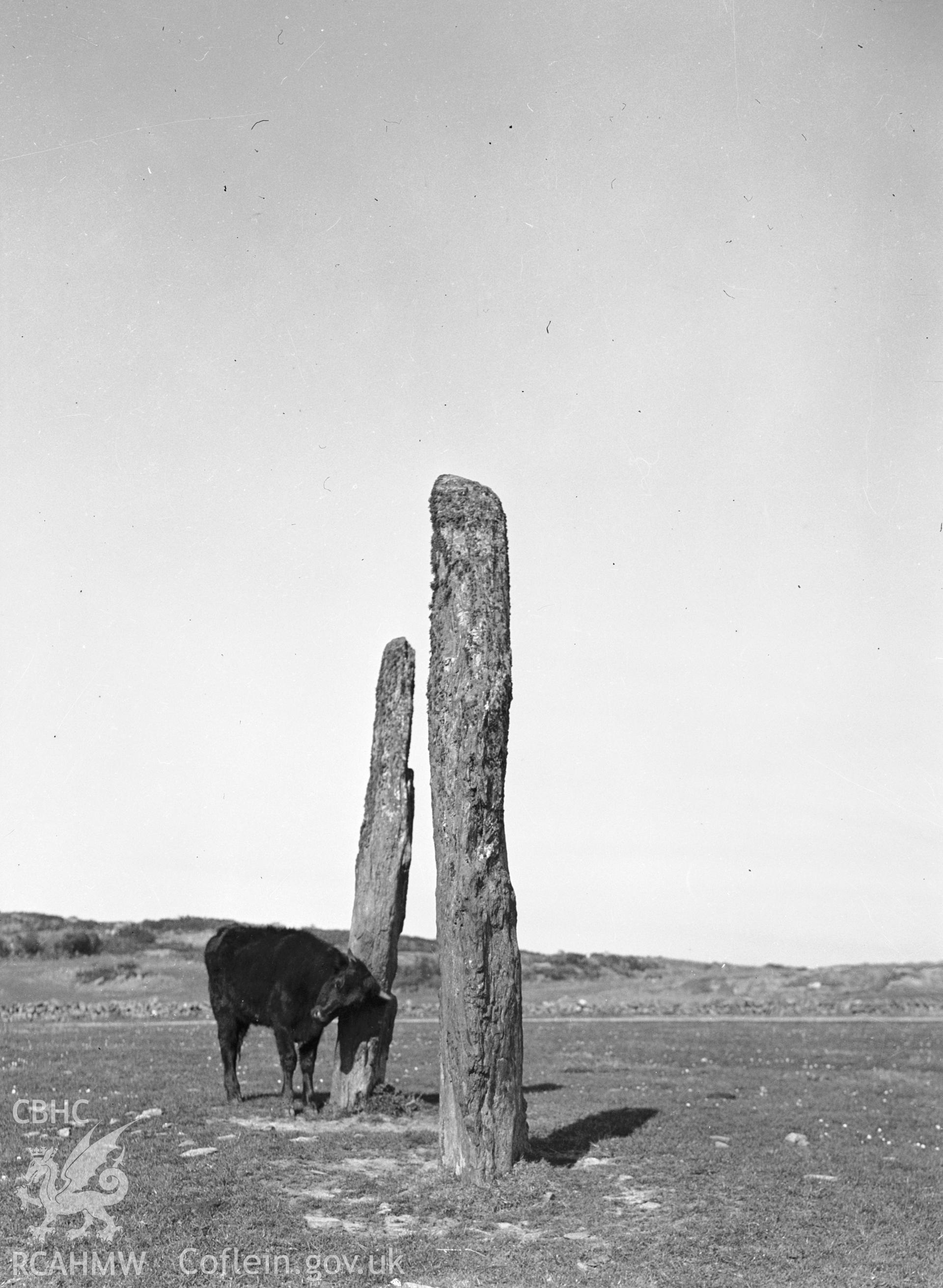 General view of stones with cattle.
