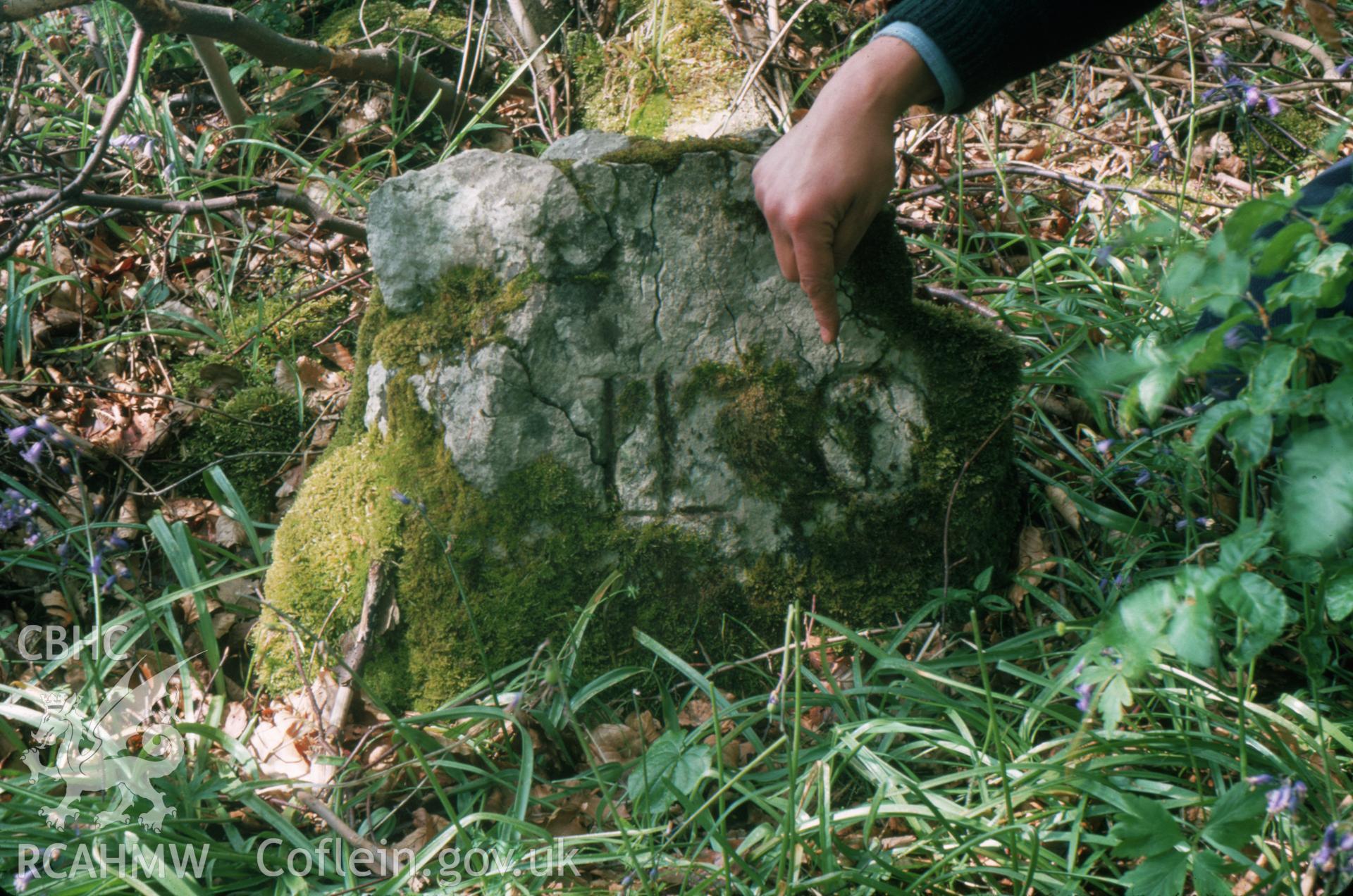 Digitized 35mm slide showing the LLC boundary stone in Big Covert at Maeshafn.