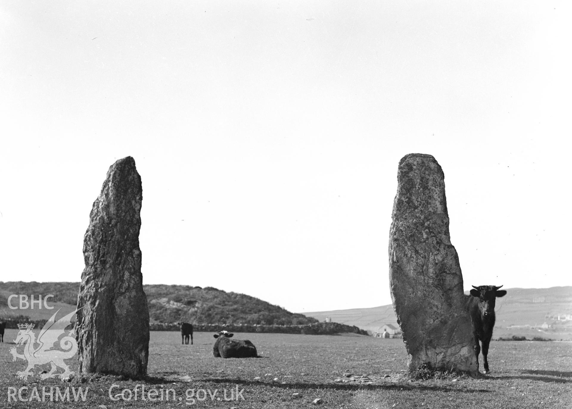 General view of stones with cattle.