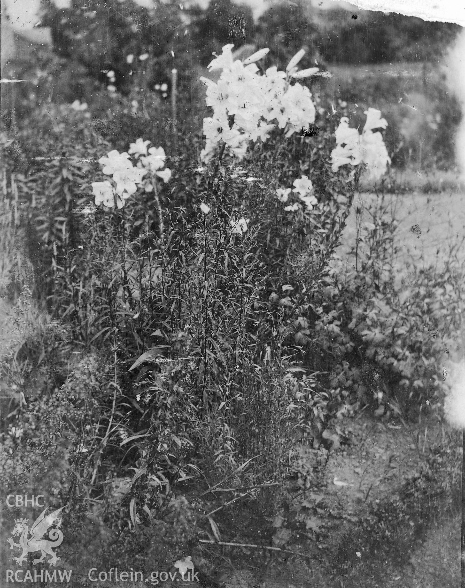 View of Llantilio Court Gardens, copied from an album of early photographs loaned by Mrs Joanna Graham, via Thomas Lloyd.