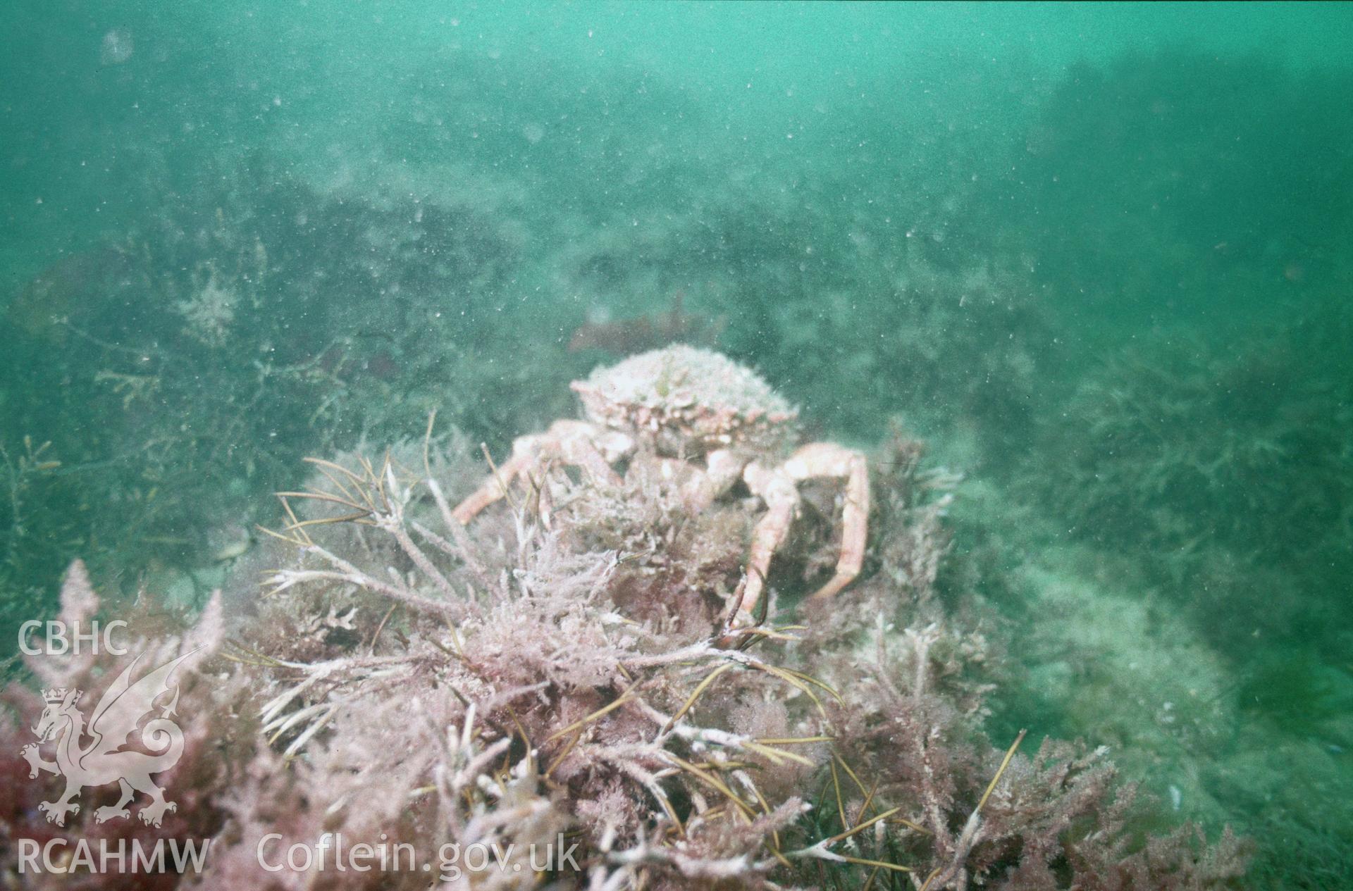 View showing marine life on the wreck site, one of a set of 41 colour slides from an underwater survey of the Tal-y-Bont designated shipwreck, carried out by the Archaeological Diving Unit.