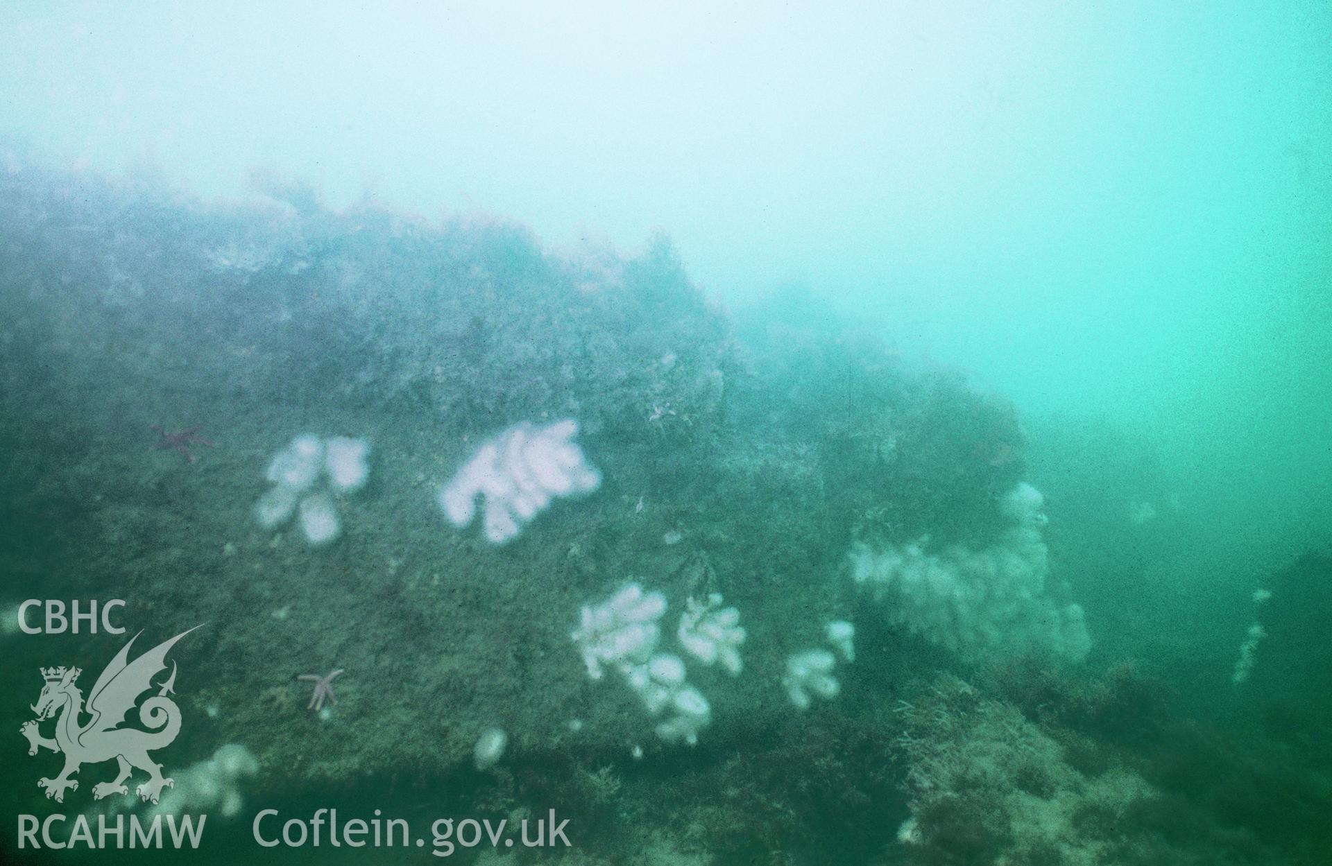 View showing some of the cargo of Carrera marble blocks, one of a set of 41 colour slides from an underwater survey of the Tal-y-Bont designated shipwreck, carried out by the Archaeological Diving Unit.