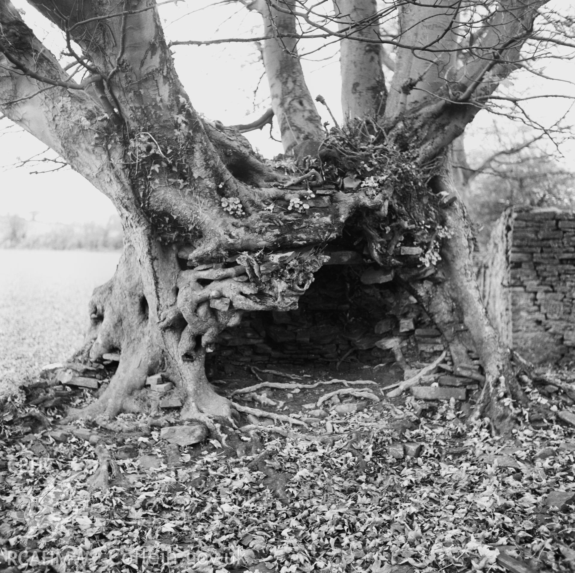 Pigsty at Plas y Bettws, Bettws; brief description and two black and white photographs produced by Geoff Ward and Harry Brooksby 1976.