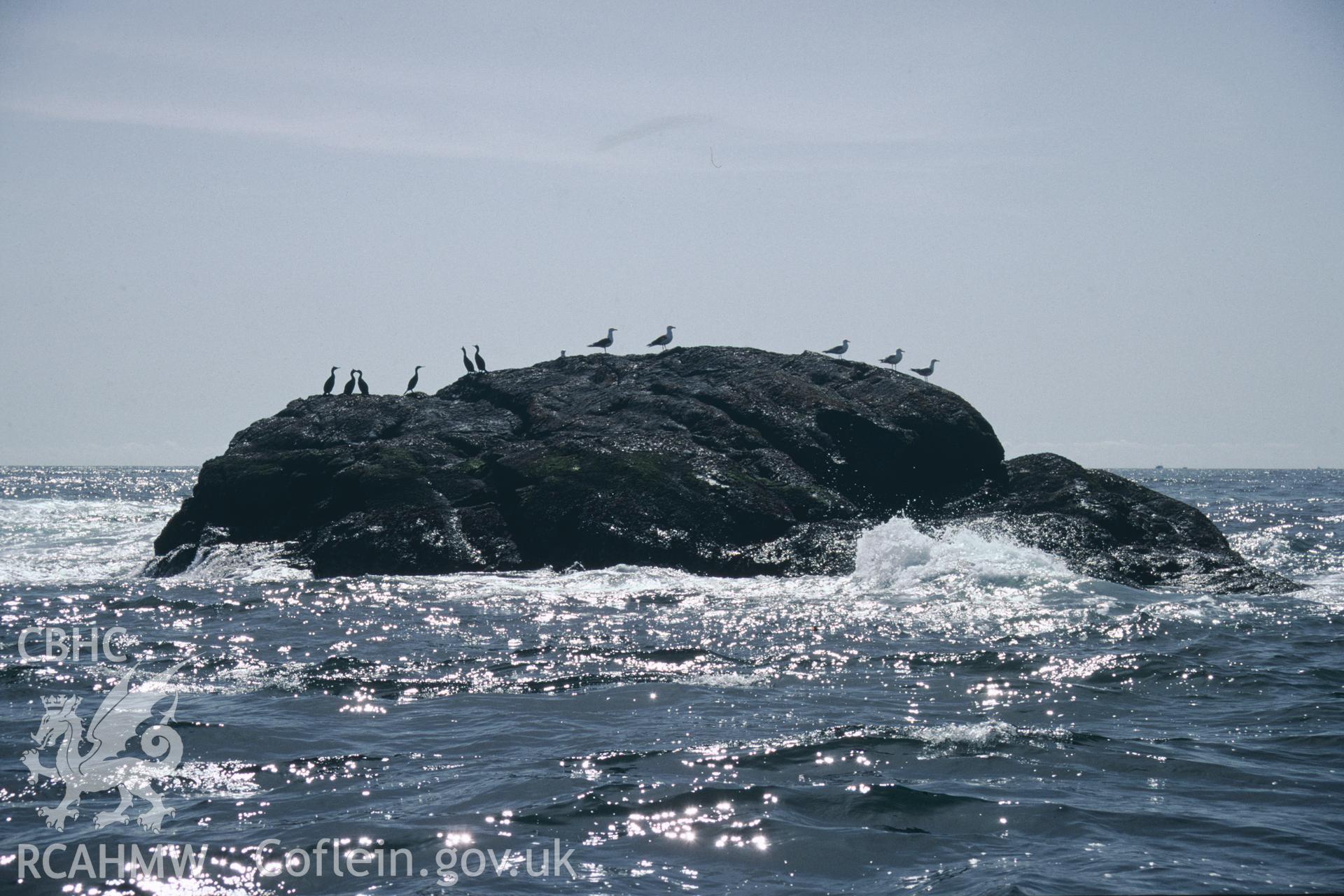 View of birdlife on the Smalls, one of a set of 22 colour slides from a survey of the Smalls designated shipwreck area, carried out by the Archaeological Diving Unit.