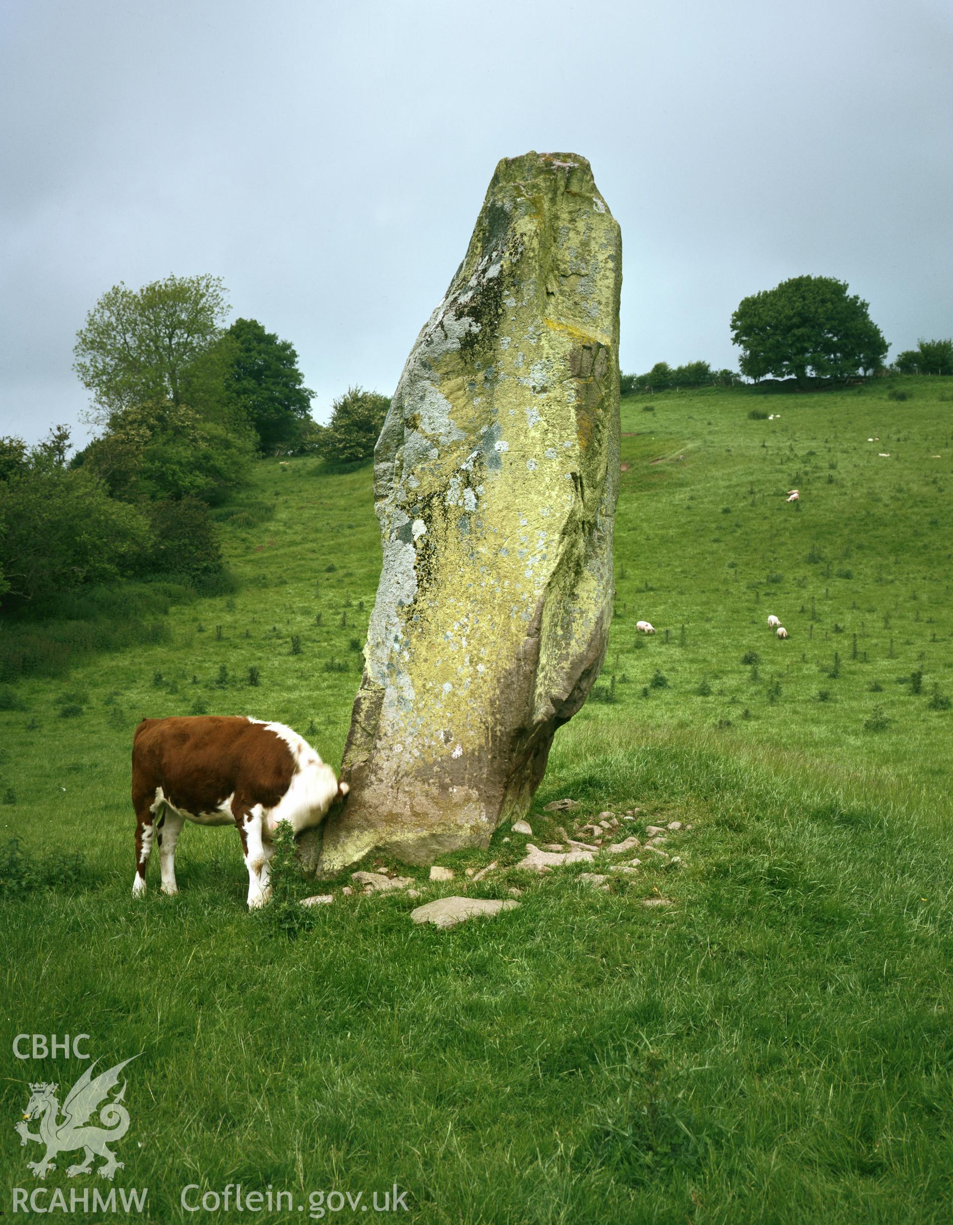 RCAHMW colour transparency showing Battle Standing Stone, taken by RCAHMW 1981