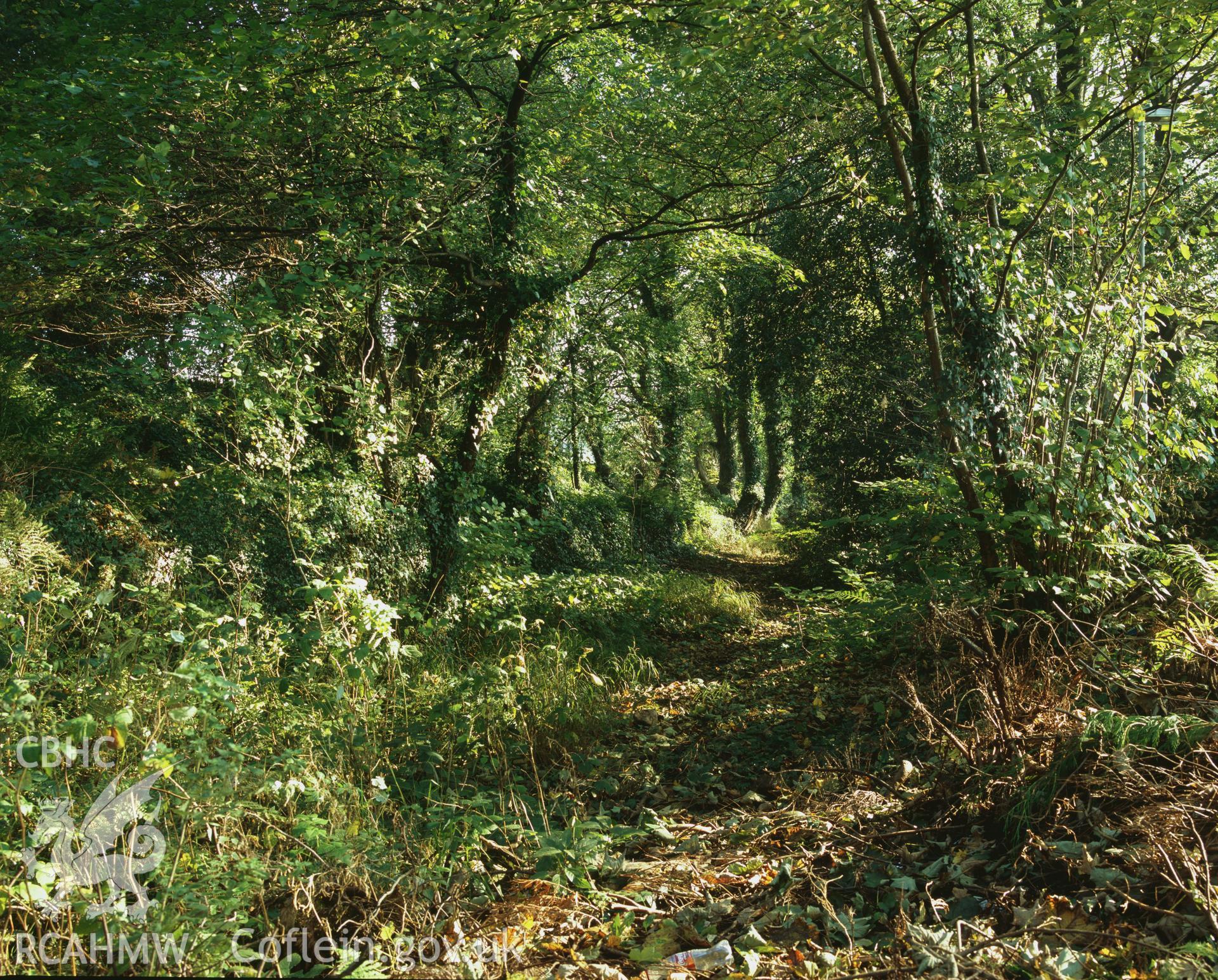 RCAHMW colour transparency showing view of the Ynysgedwyn Branch of the Swansea Canal, taken by I.N. Wright, October 2005